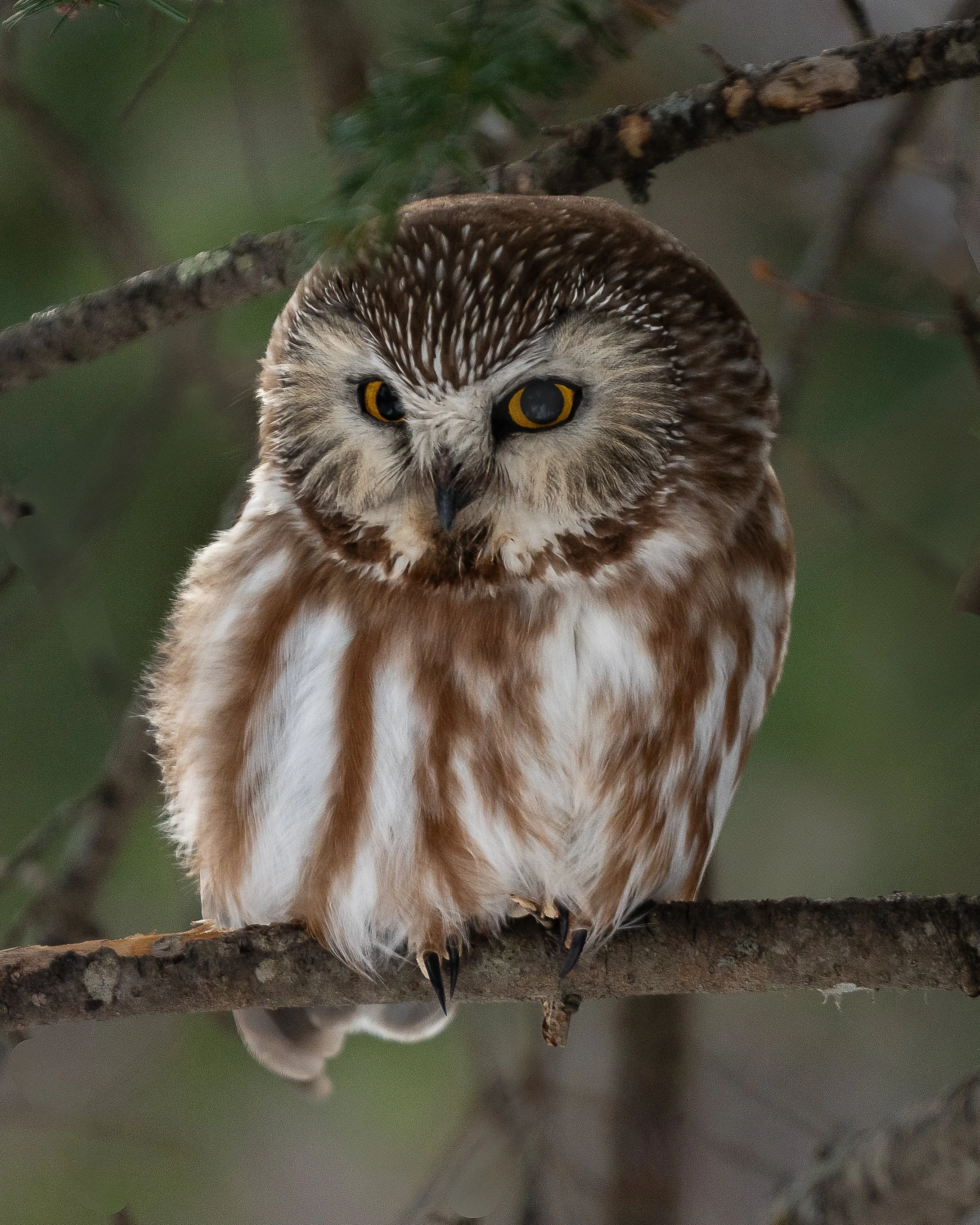Northern Saw Whet Owl, Sax Zim Bog Minnesota USA