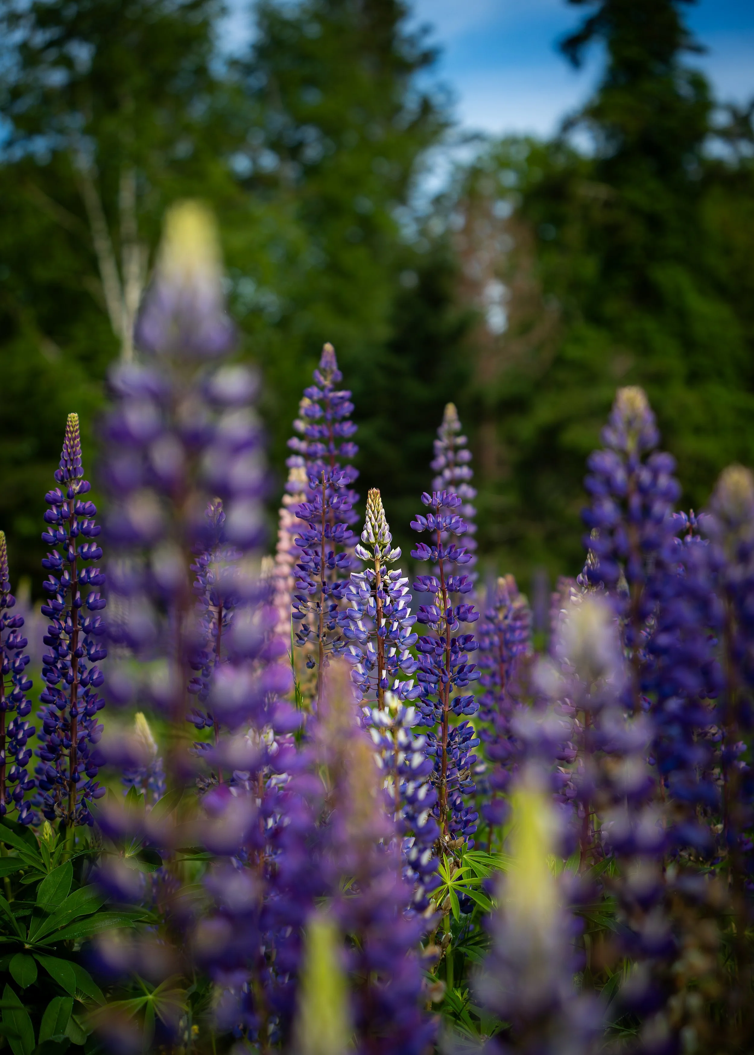 Purple Lupine, Maine USA