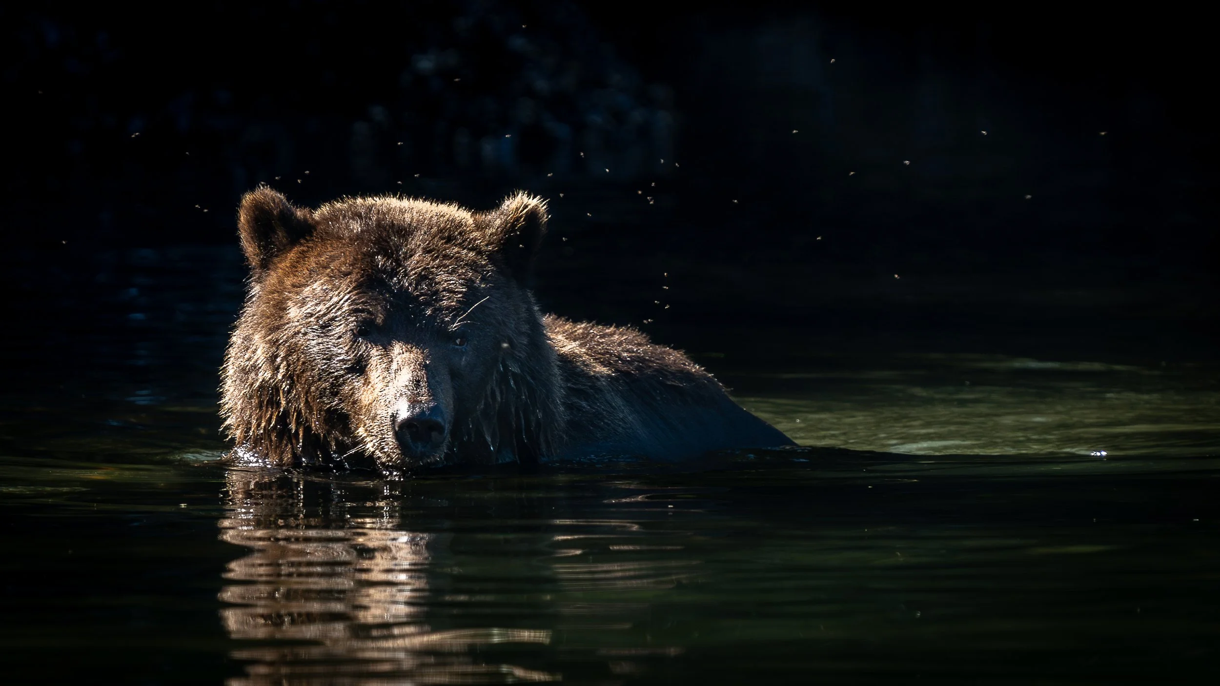 Coastal Brown Bear, Alaska USA