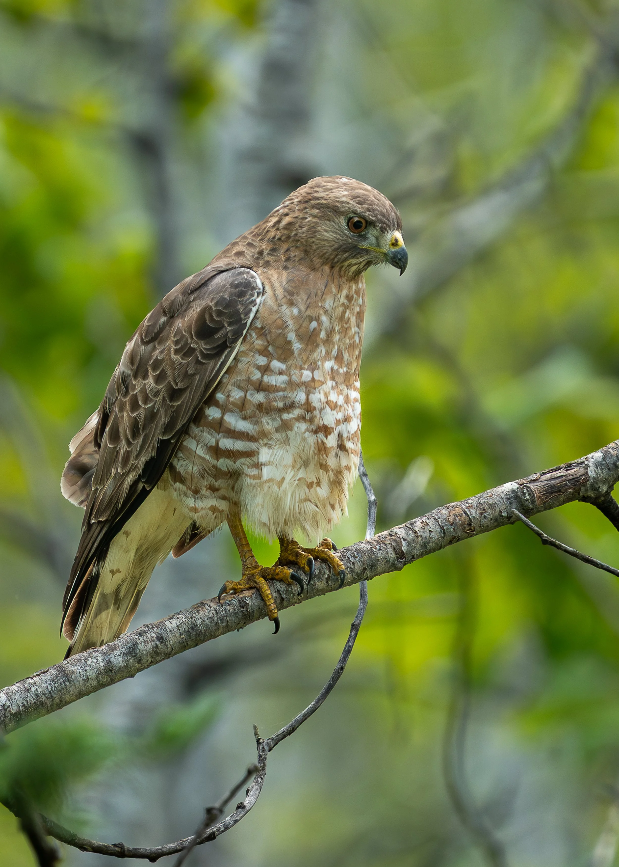 Broad-winged Hawk, Sax Zim Bog Minnesota USA