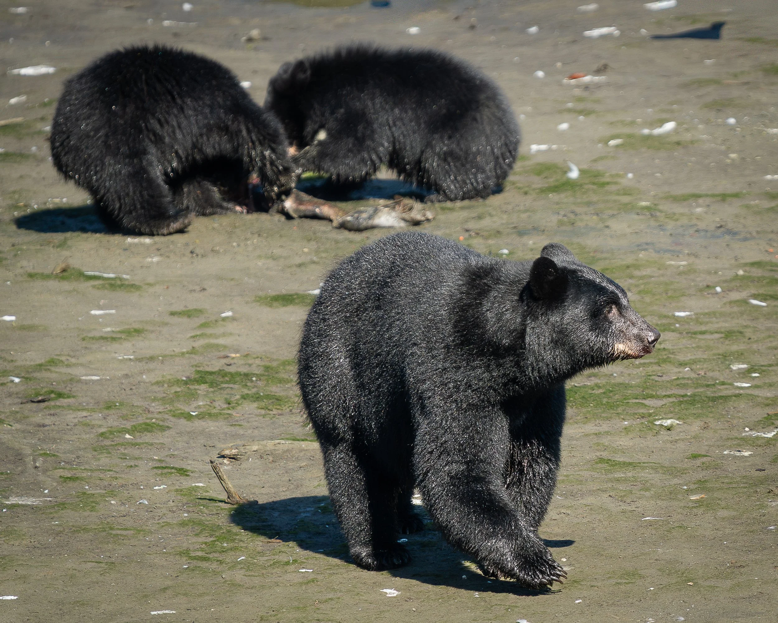 Black Bears, Alaska USA