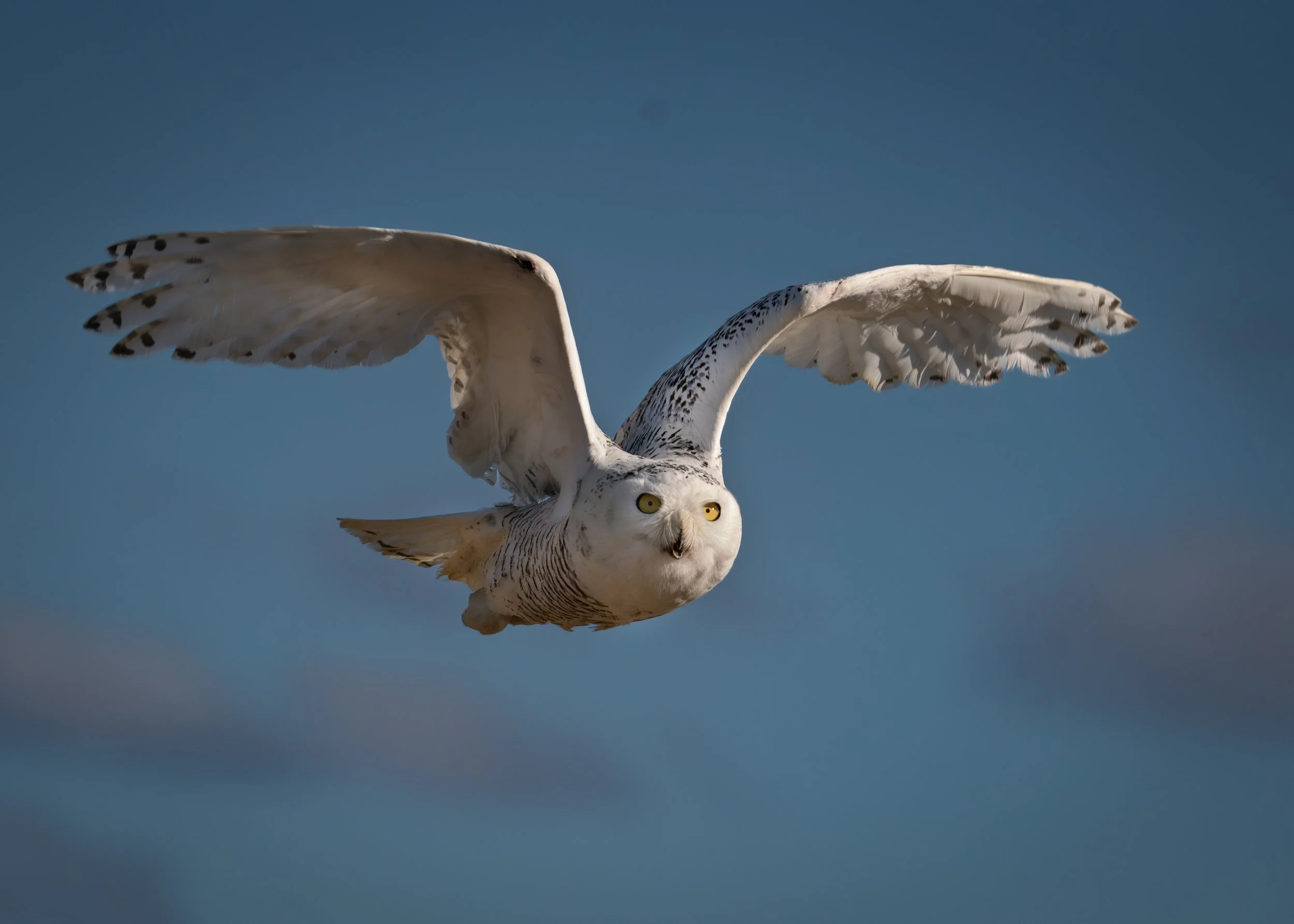 Snowy Owl "Seabrook" New Hampshire Seacoast USA