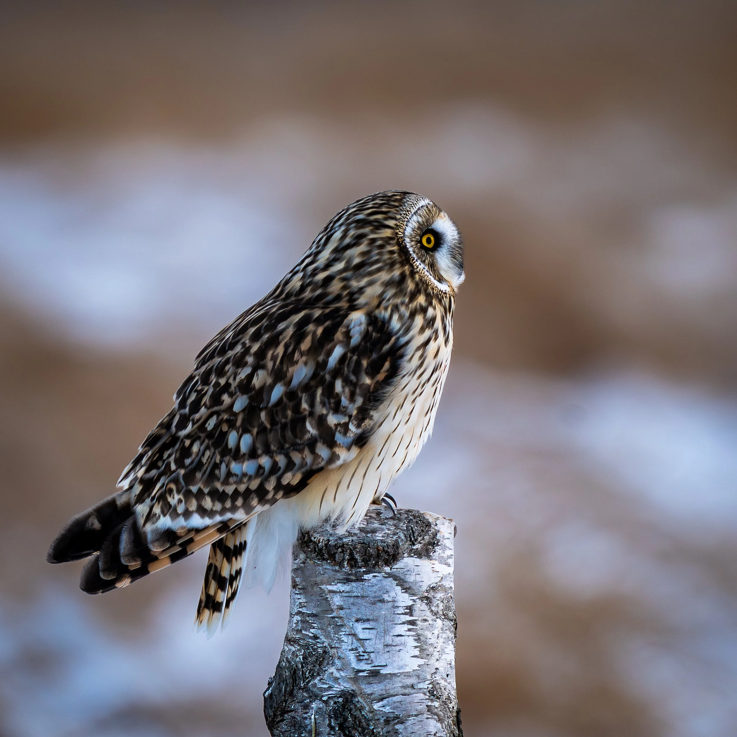Short-eared Owl, Killsnake Wildlife Management Area Wisconsin USA