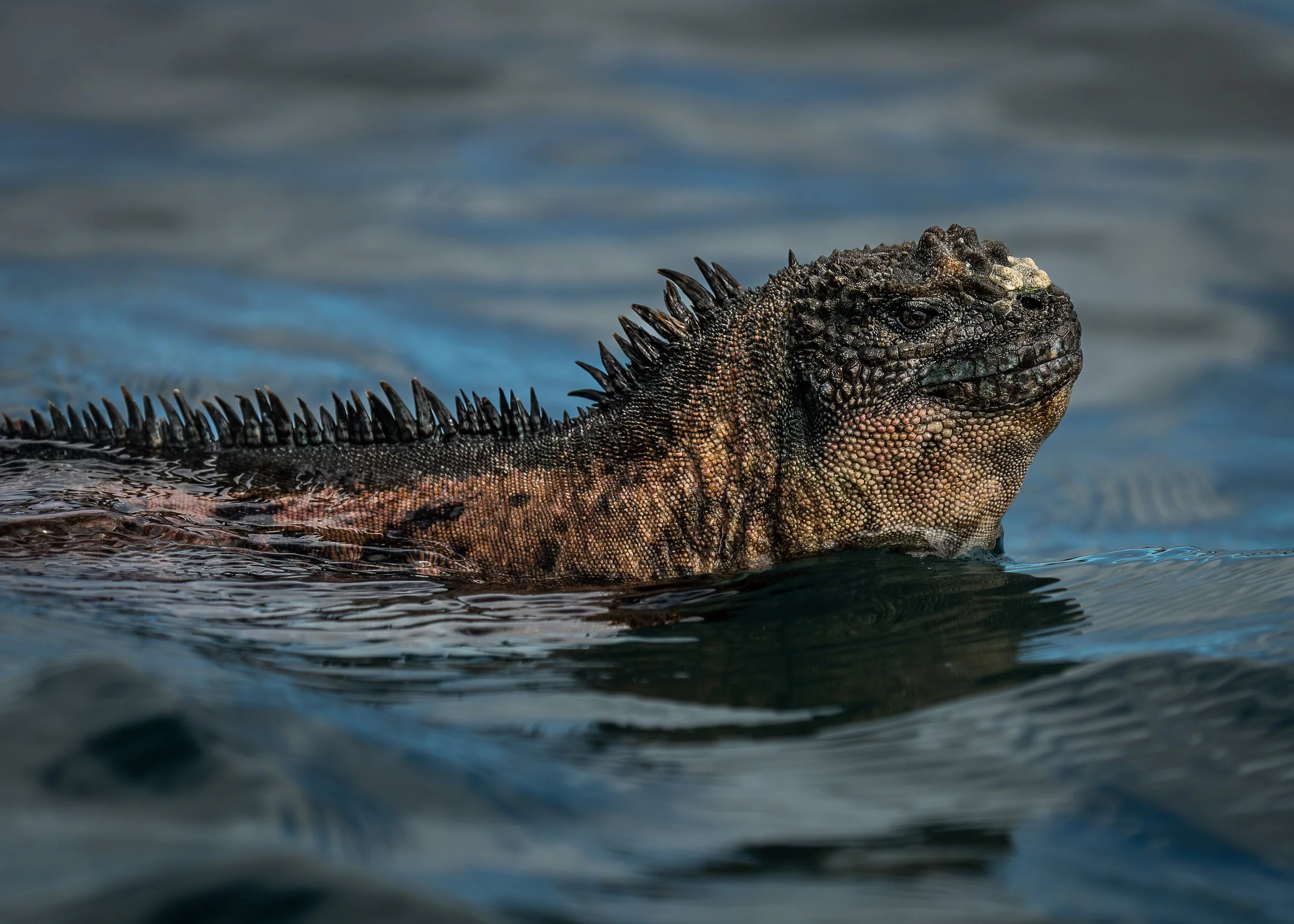 Marine Iguana, Galapagos Islands Ecuador