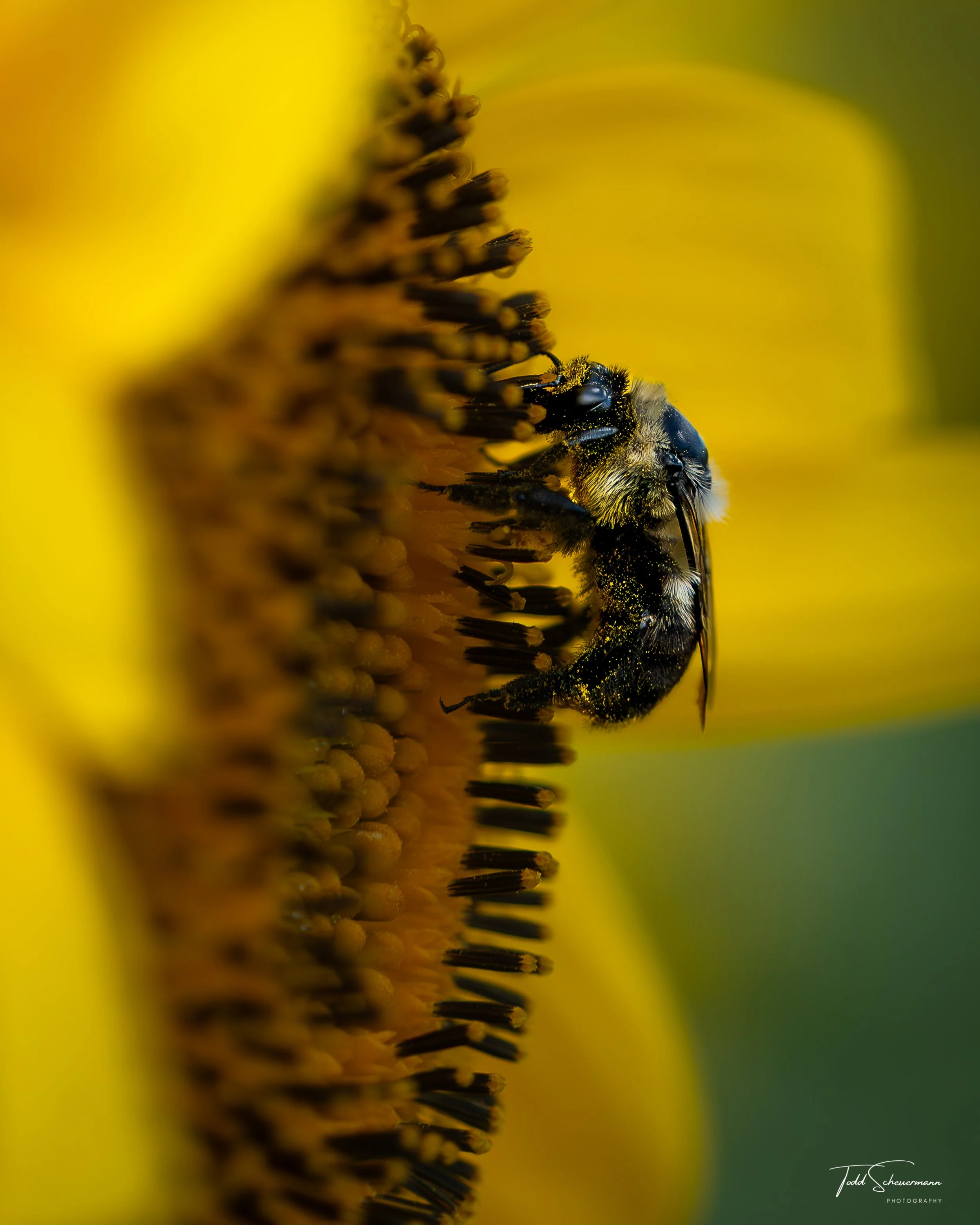 Sunflower and Bee, Albany County New York USA