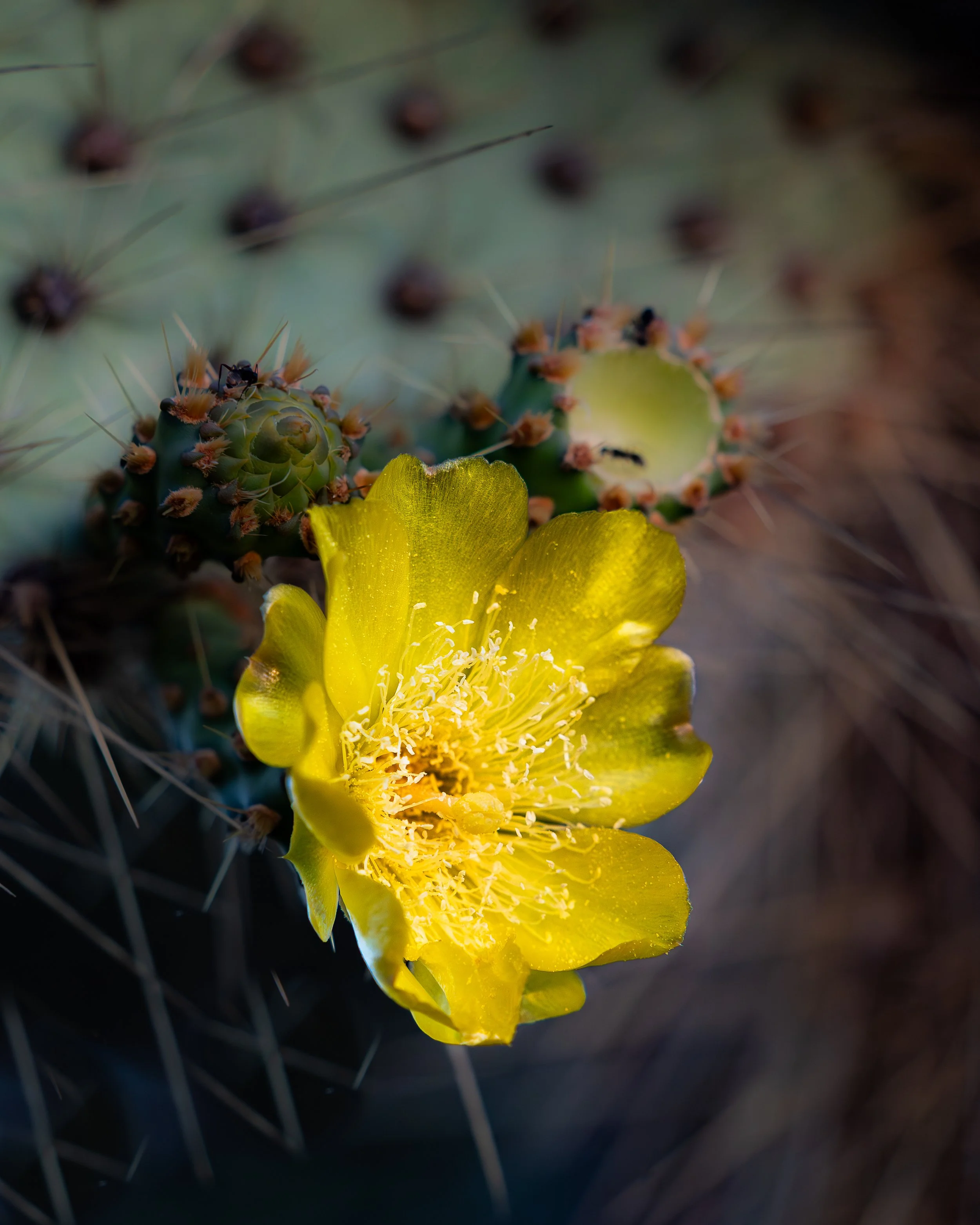 Flowering Cactus, Galapagos Islands Ecuador