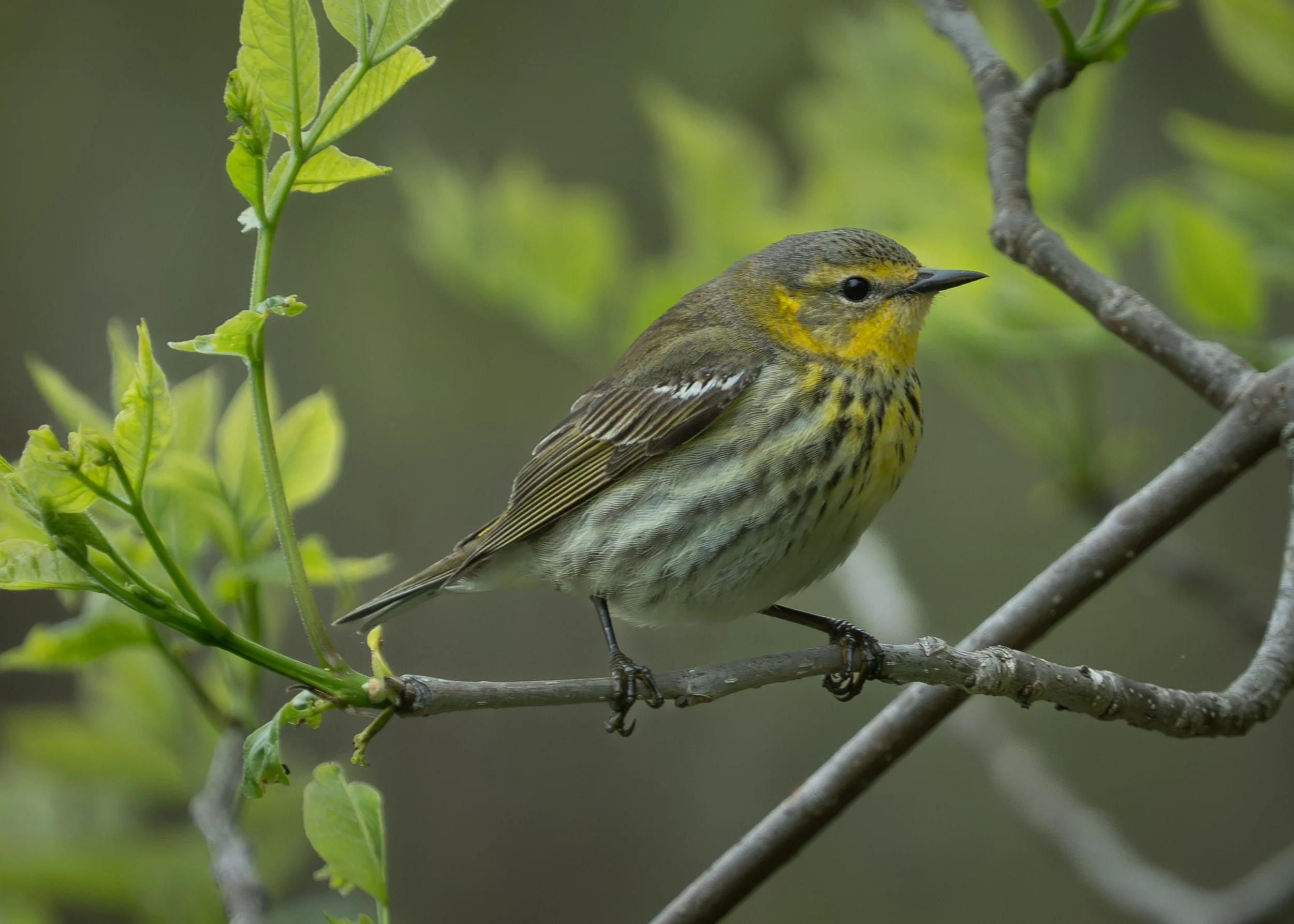 Cape May Warbler, Magee Marsh Ohio USA