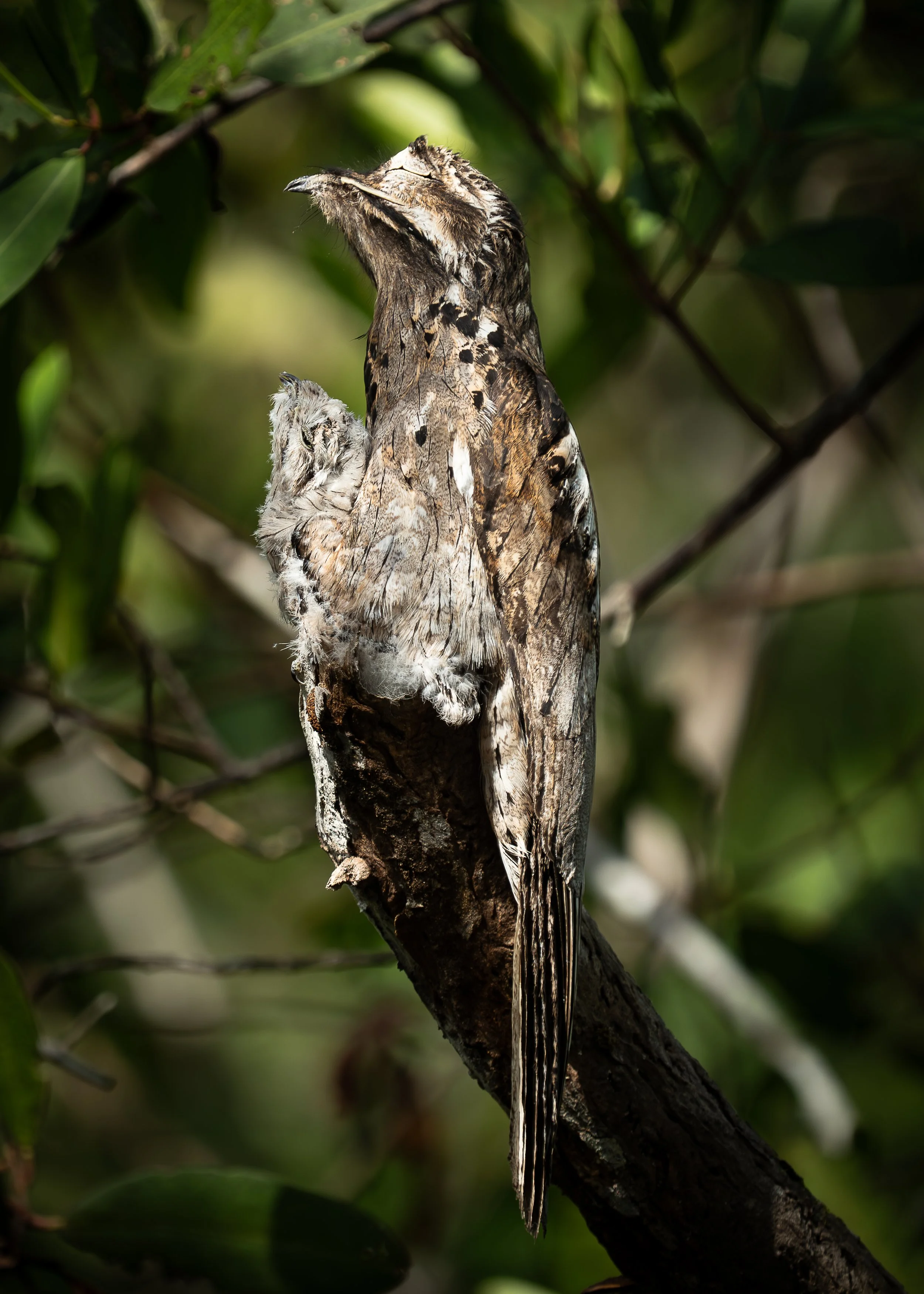 Common Potoo with Fledgling, Osa Peninsula Costa Rica