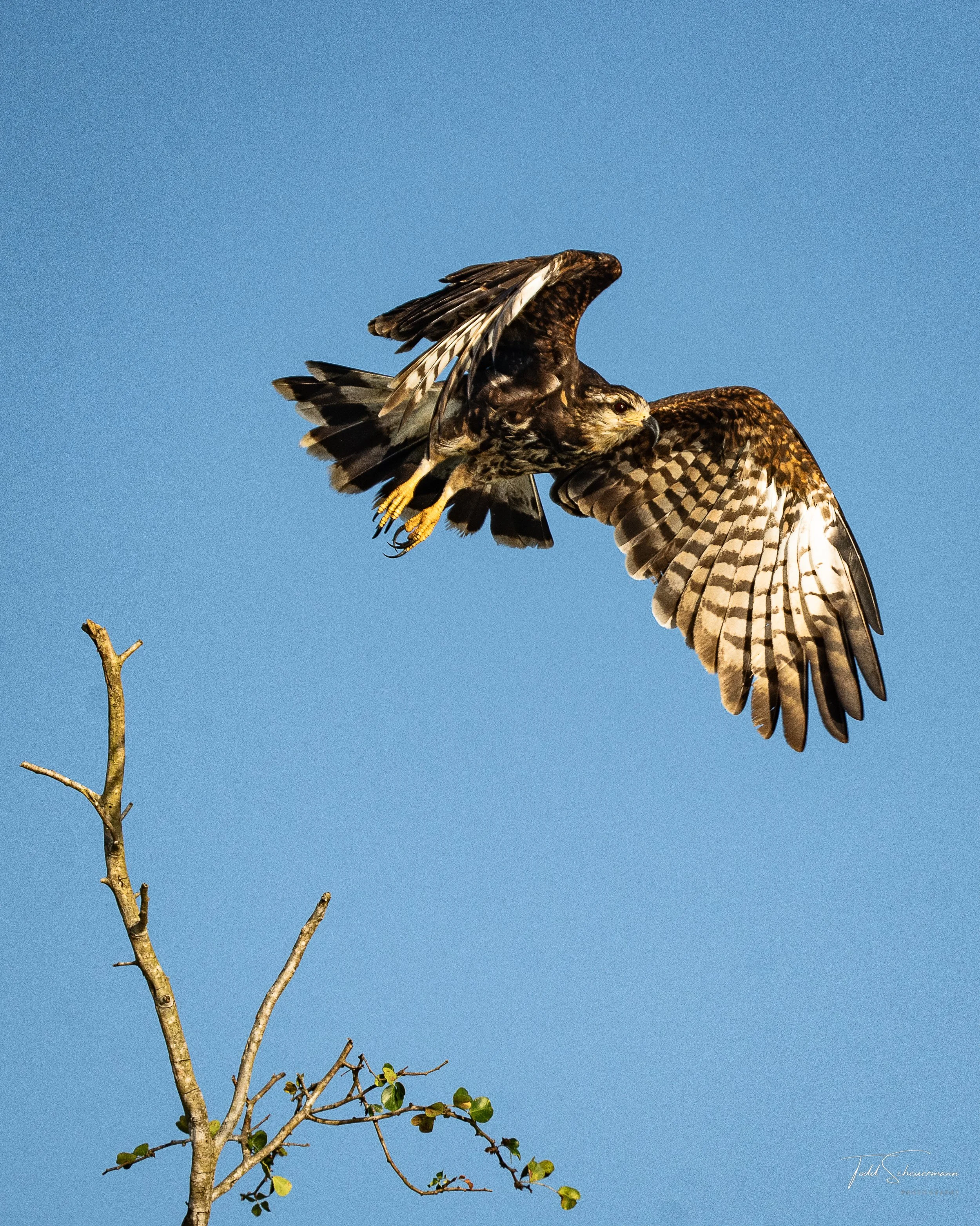 Hook-billed Kite, Crooked Tree Lagoon Belize