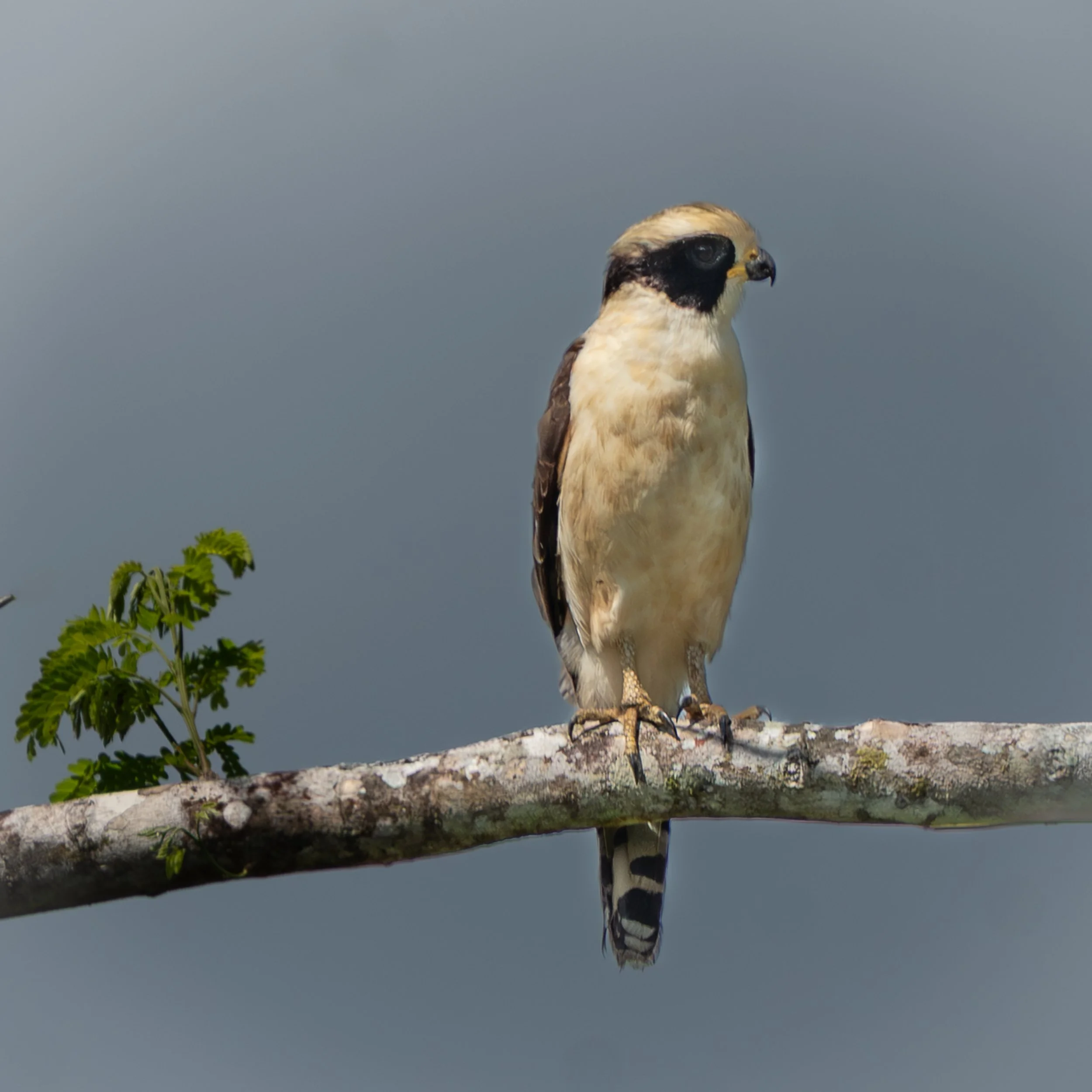 Laughing Falcon, Belize