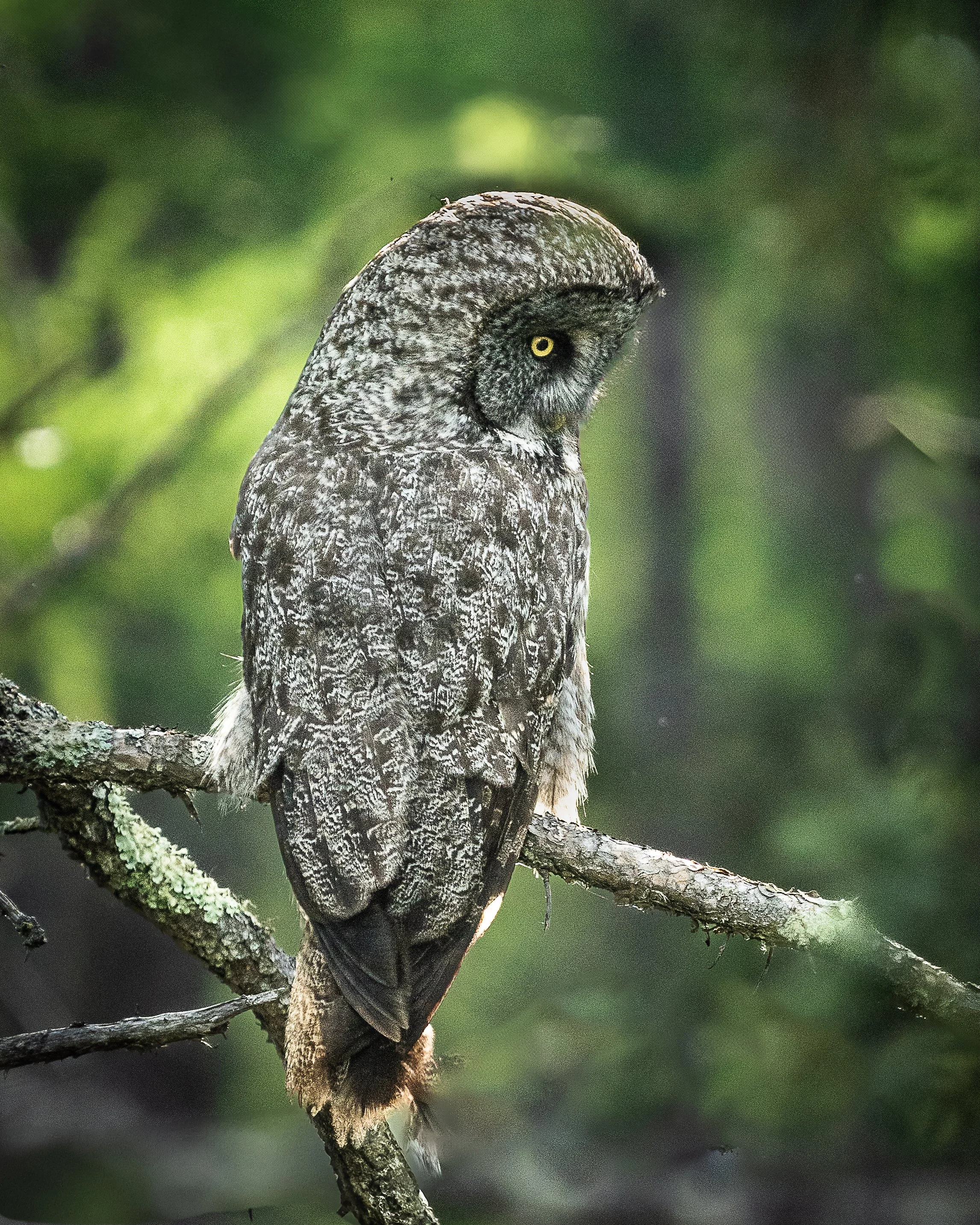 Great Gray Owl, Sax Zim Bog Minnesota USA