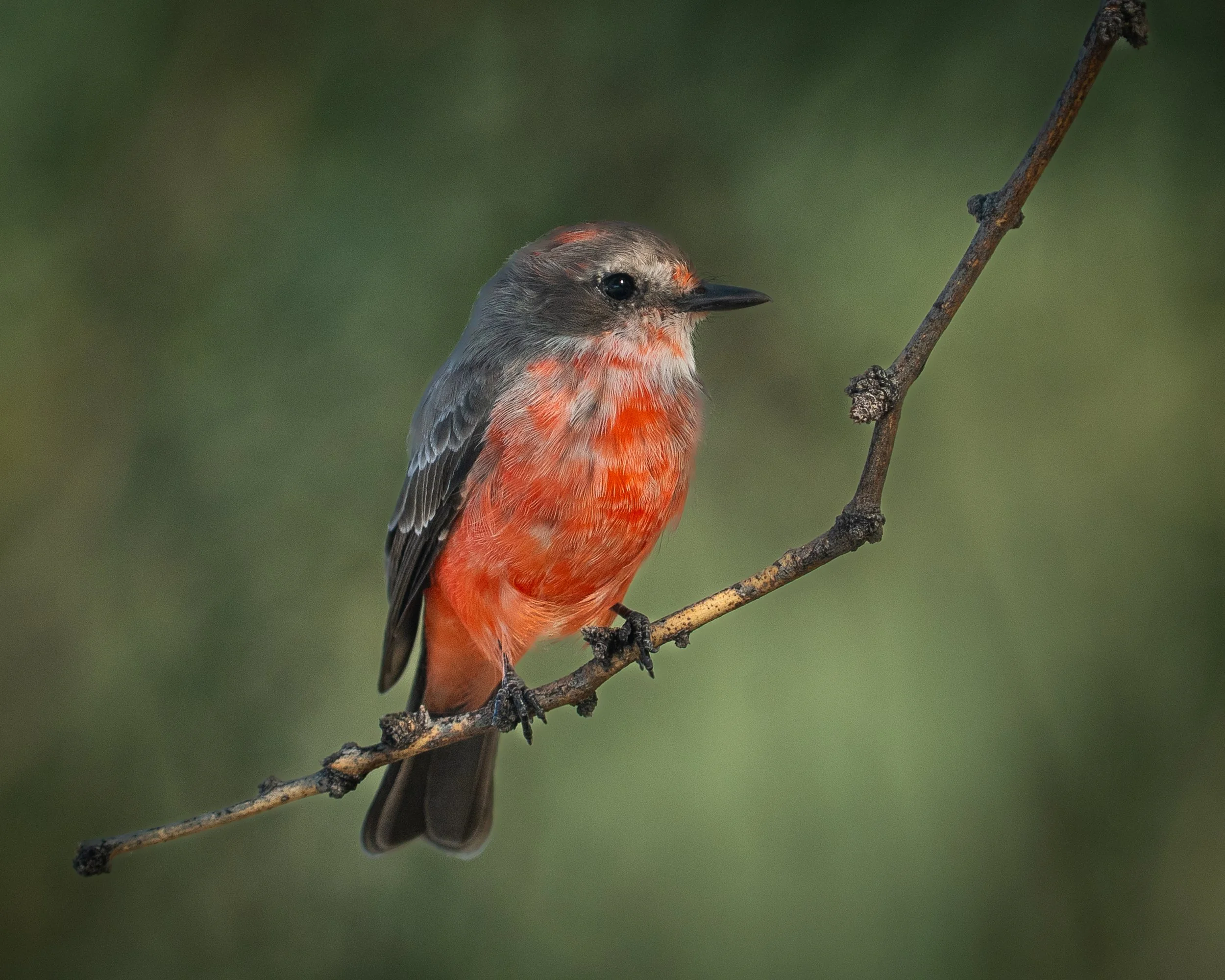 Vermillion Flycatcher, Sky Islands Arizona USA