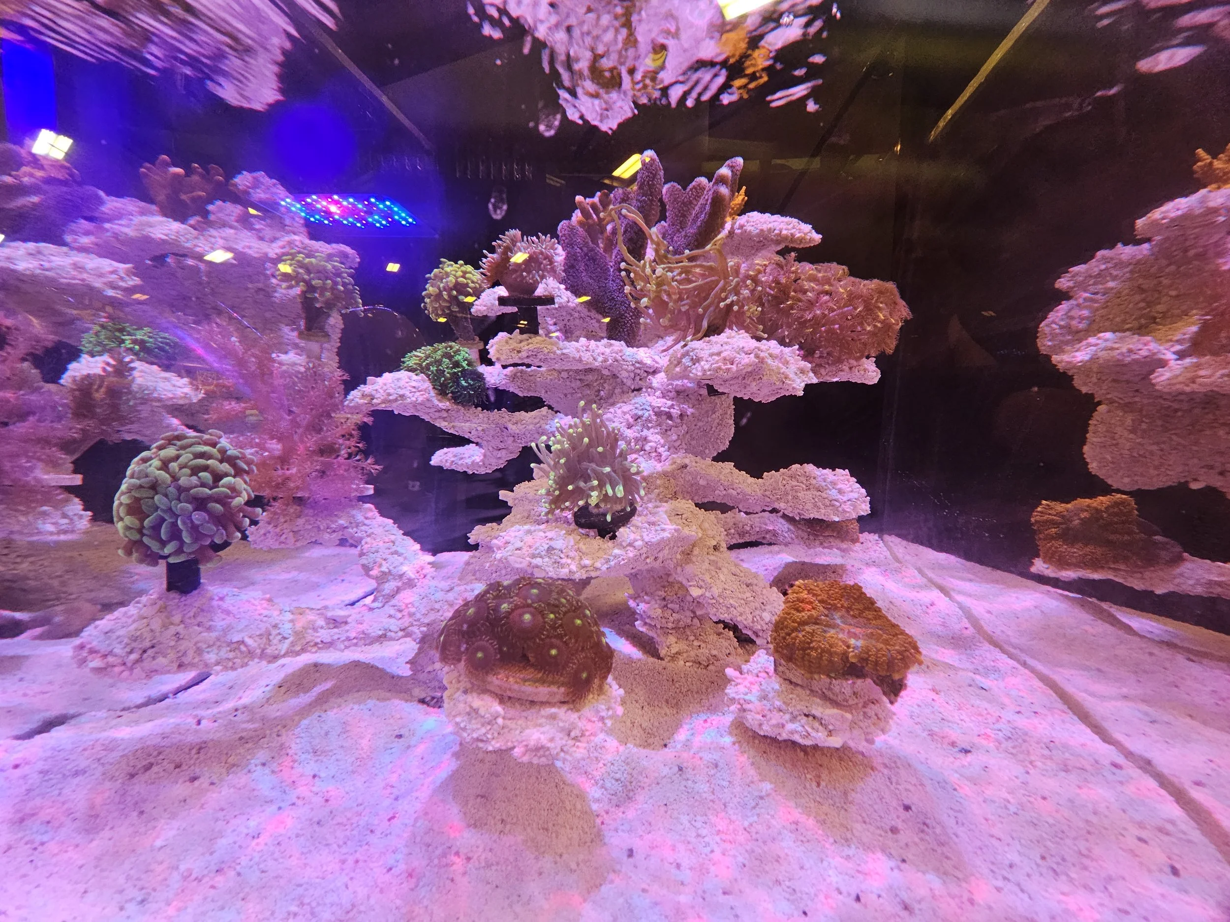 Aquascape #0013