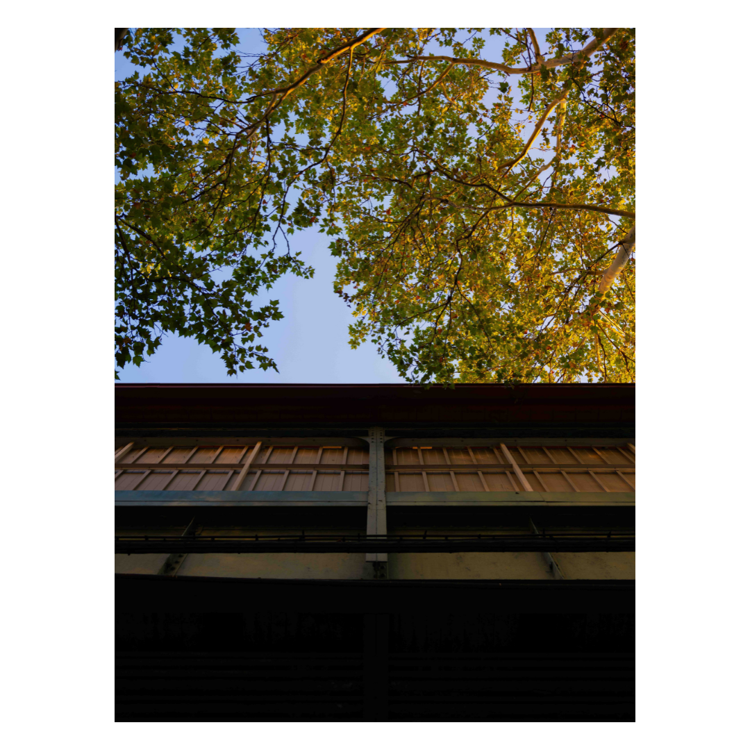 SJC_FUJ_GFX_Don't need windows for trees_1.png