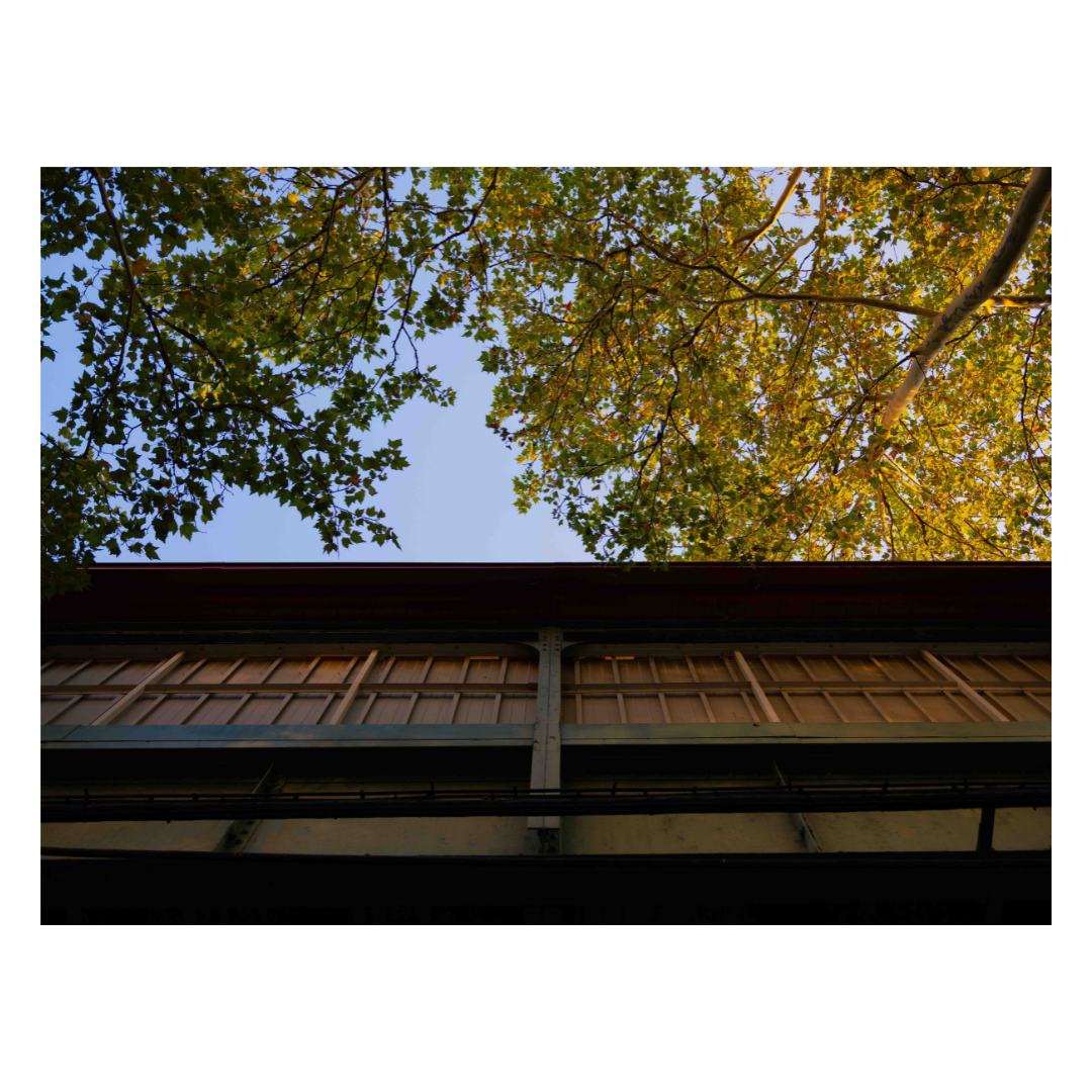 SJC_FUJ_GFX_Don't need windows for trees_2.png