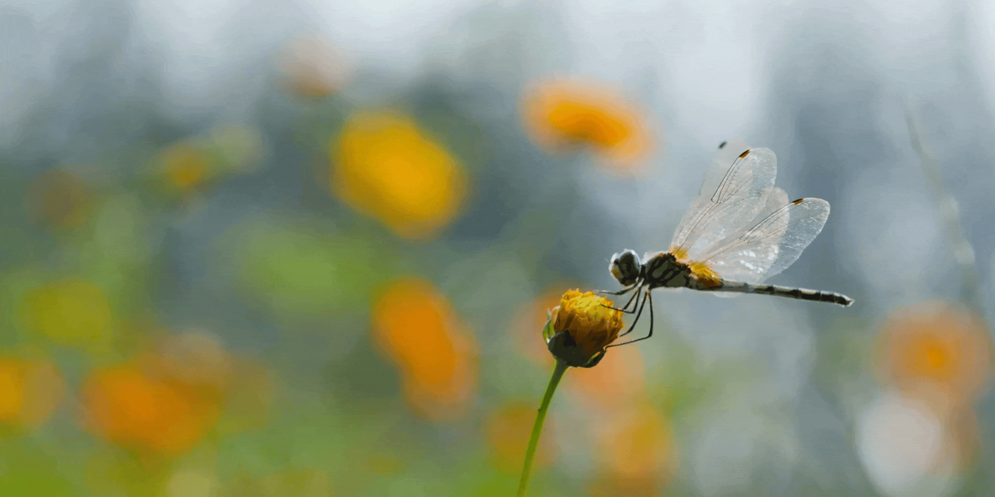 dragonfly-bg-big.gif