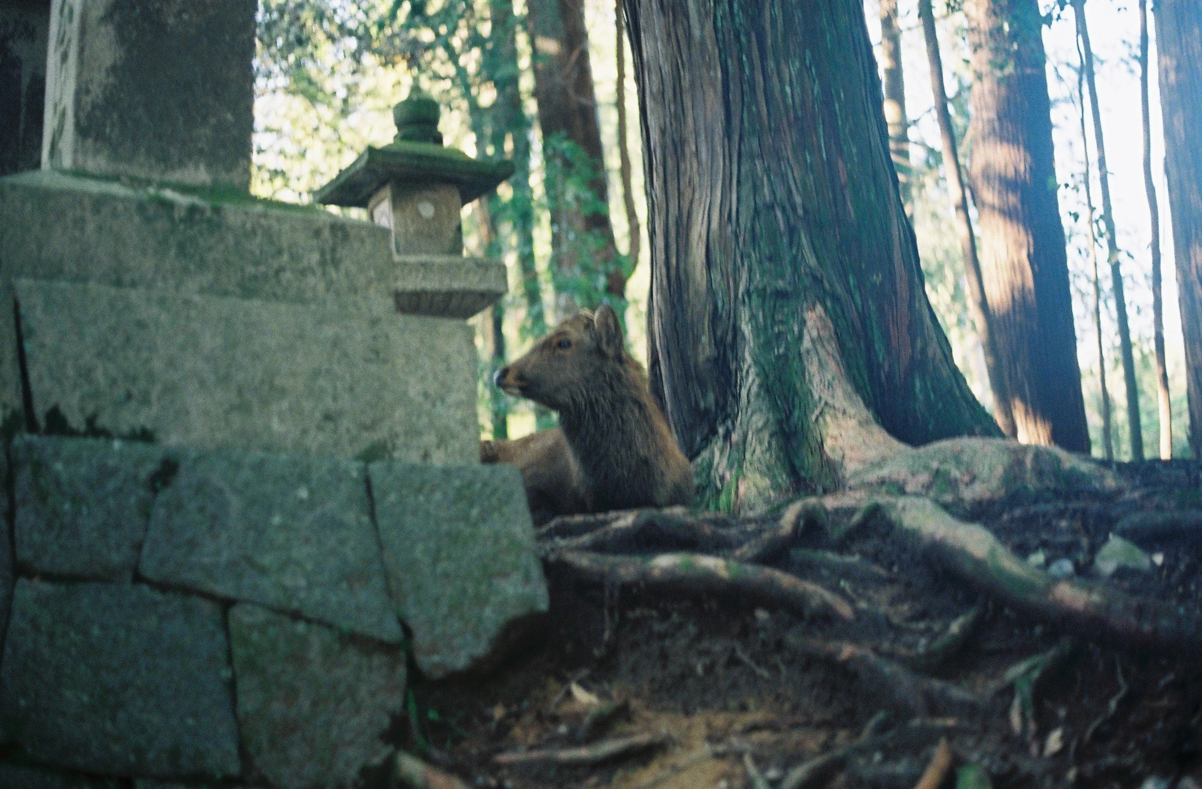 Copy of 000036(1).JPG