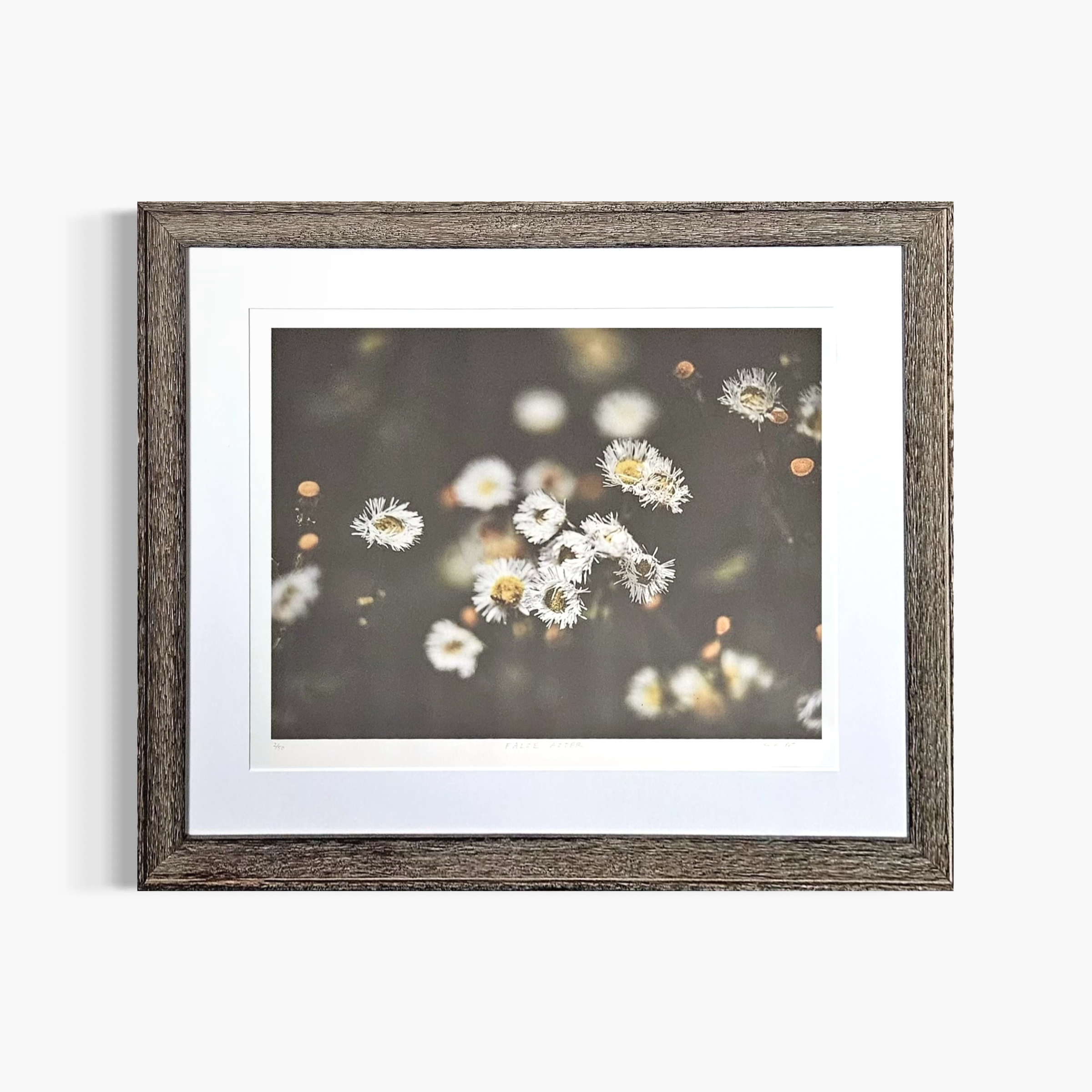 “False Aster” by Heidi Peters