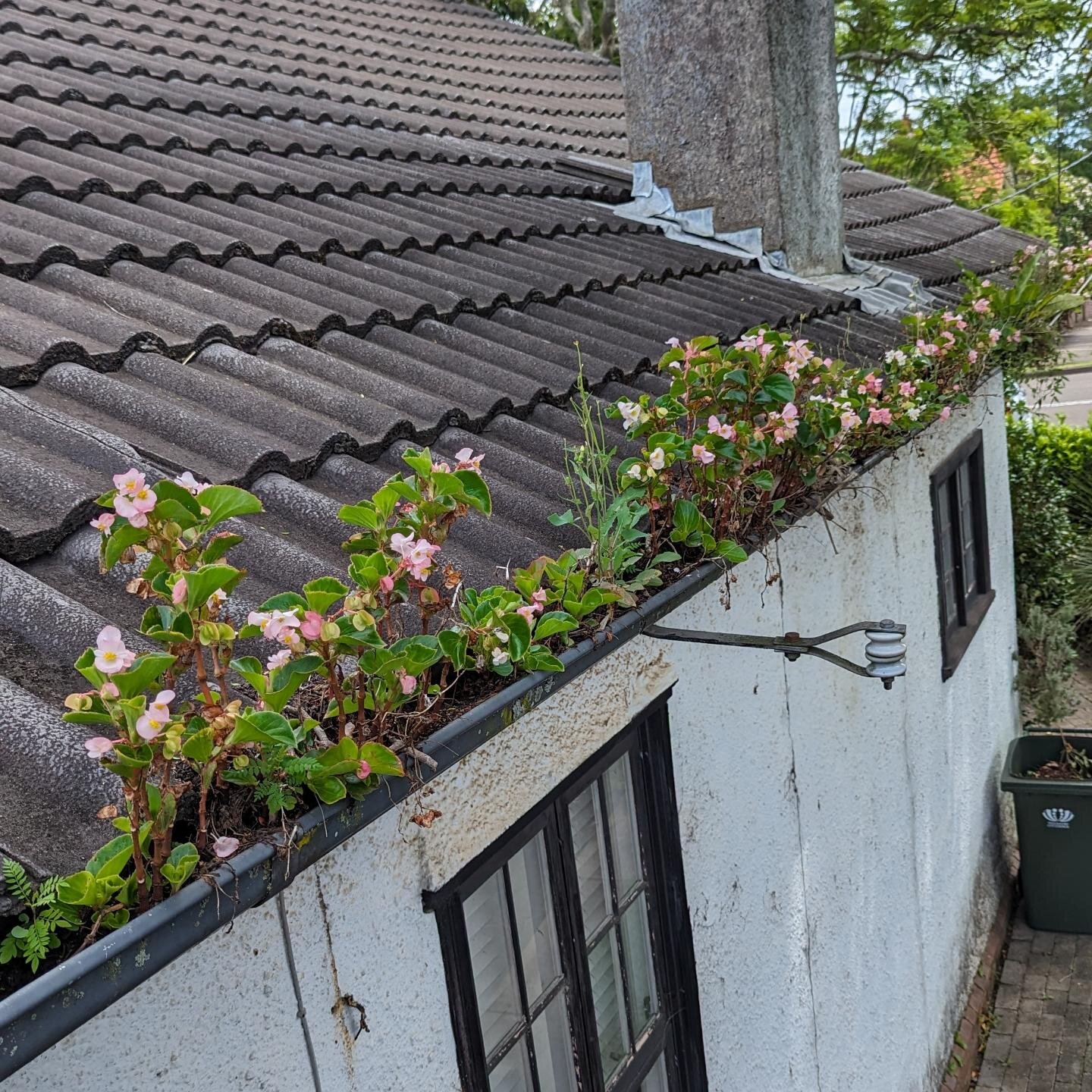 BEFORE &amp; AFTER - Some nice flowers growing throughout these gutters, but causing major water flow issues and damaging good quality gutters, downpipes and brackets. 

#guttercleaning #guttercleaningservices #guttermaintenance  #gutterpromaintenanc