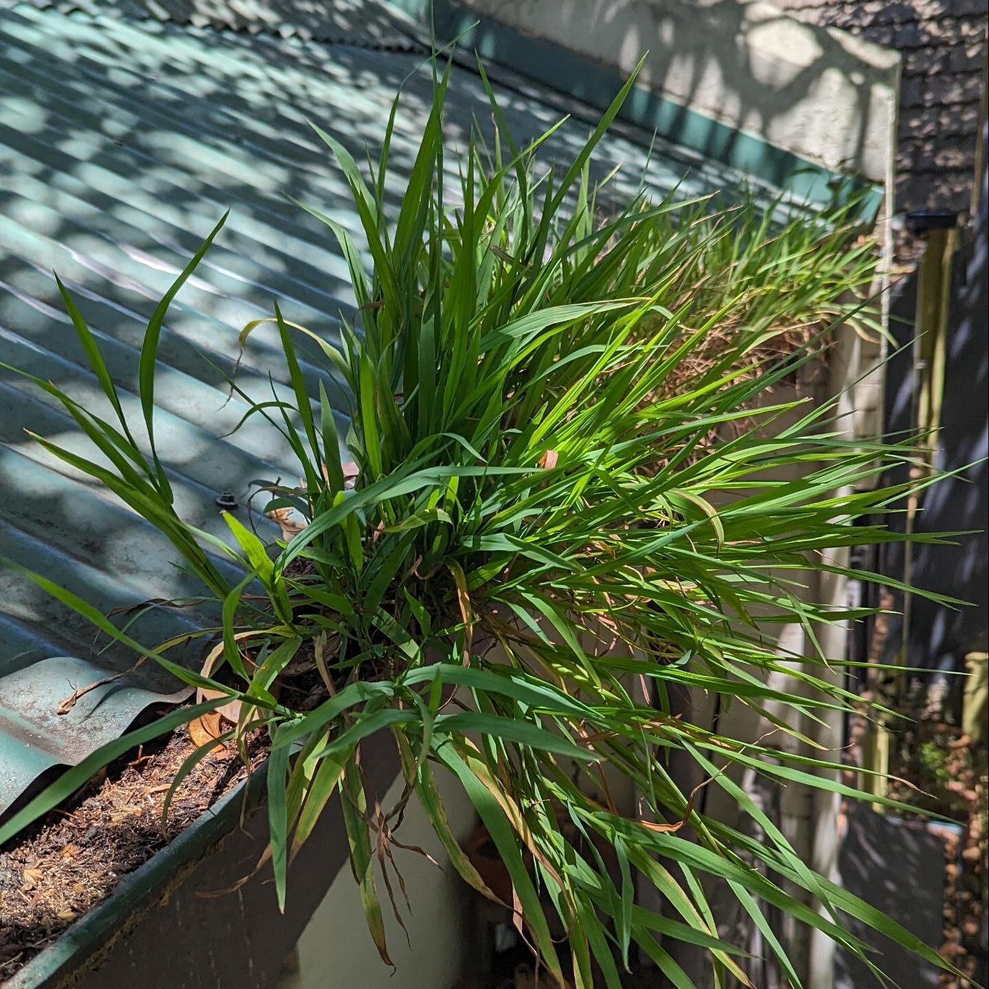 BEFORE &amp; AFTER - Plant removal and gutters cleaned 

#guttercleaning #guttercleaningservices #guttermaintenance  #gutterpromaintenance #gutterprotection