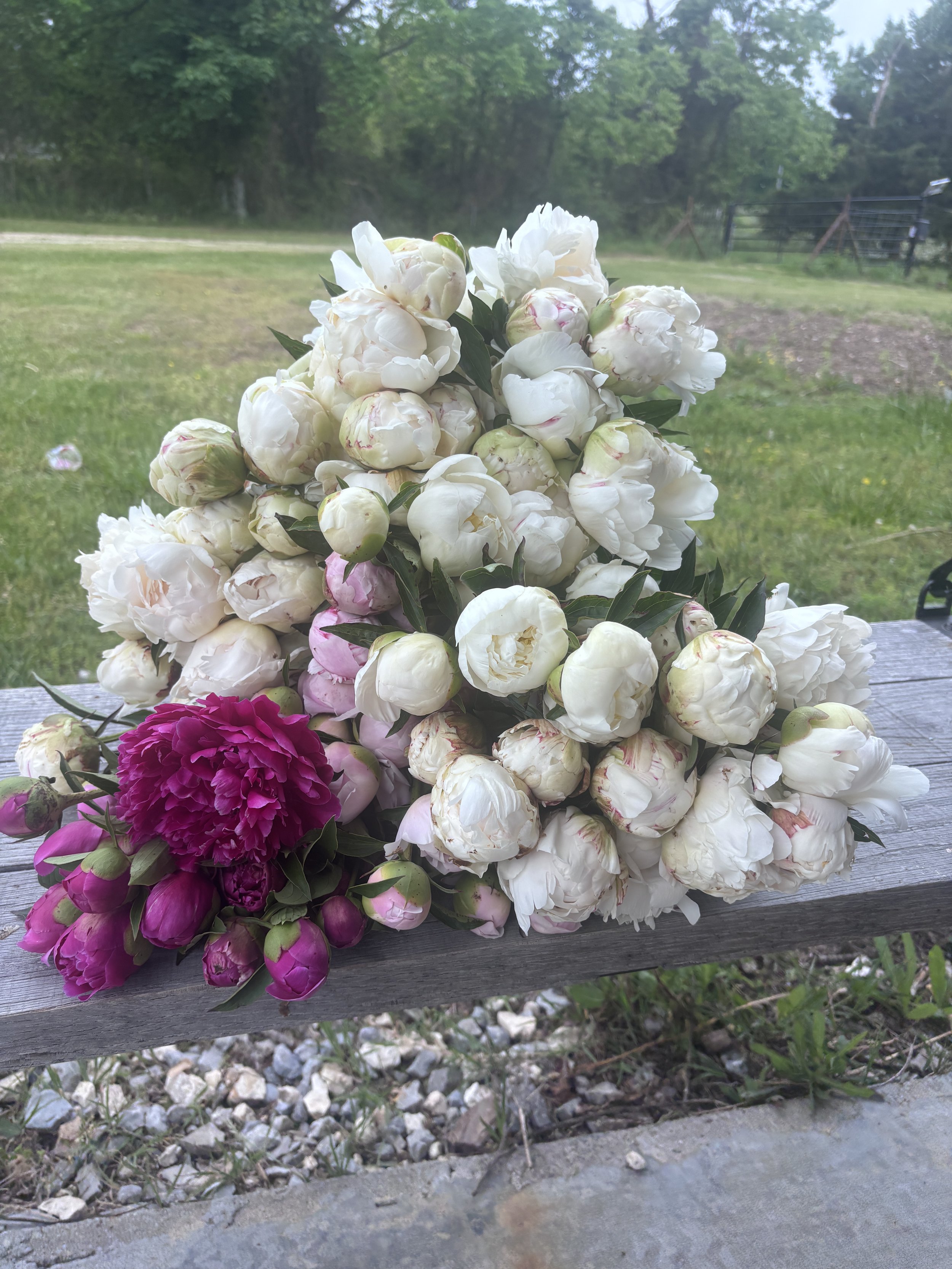 Peonies by the Stem