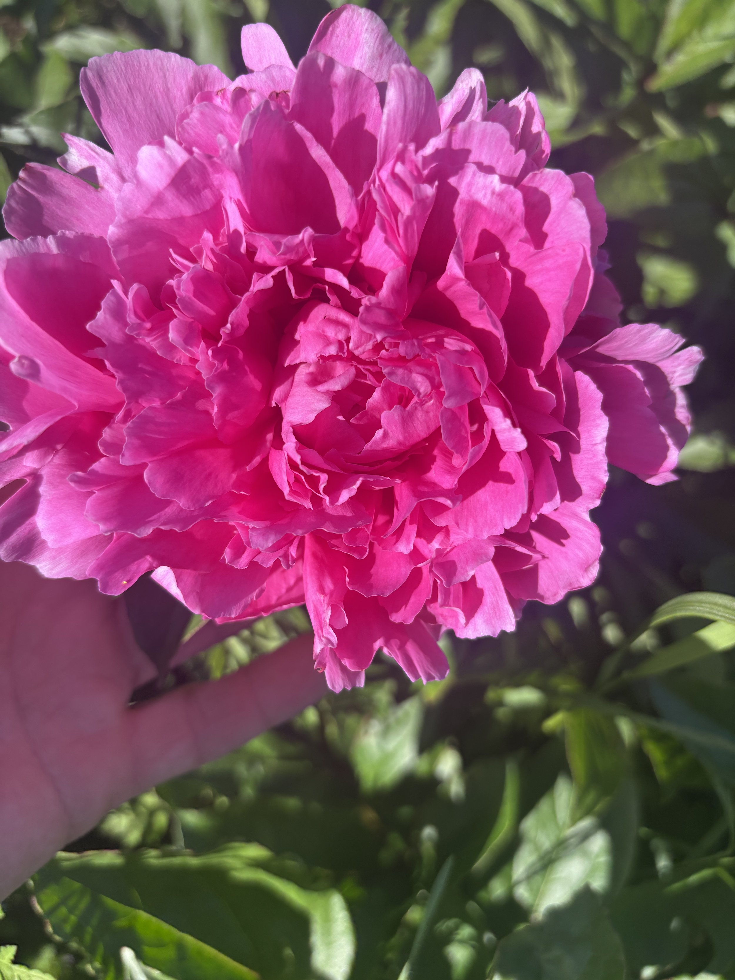IMG_0880.jpeg