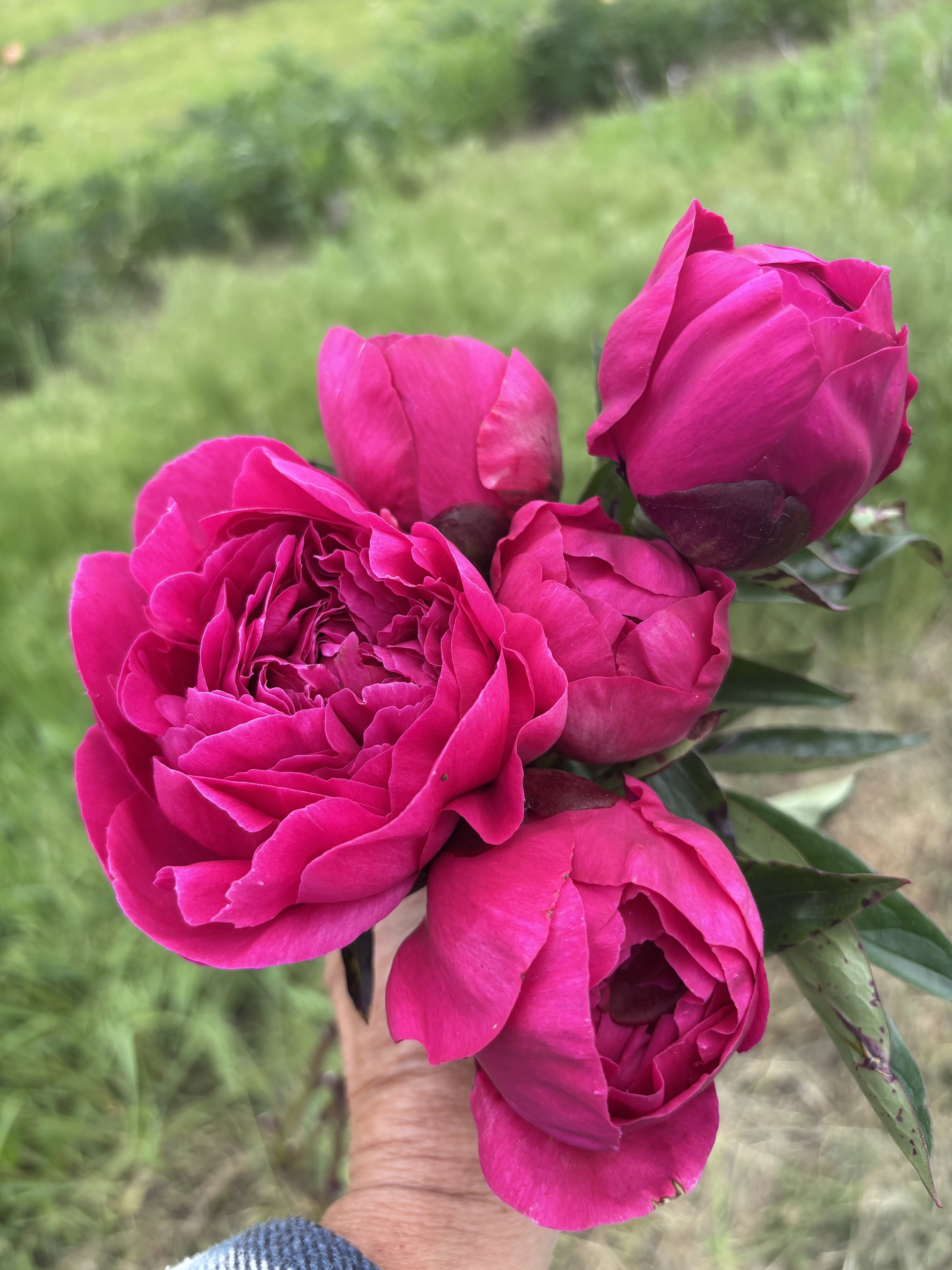 IMG_0748.jpeg