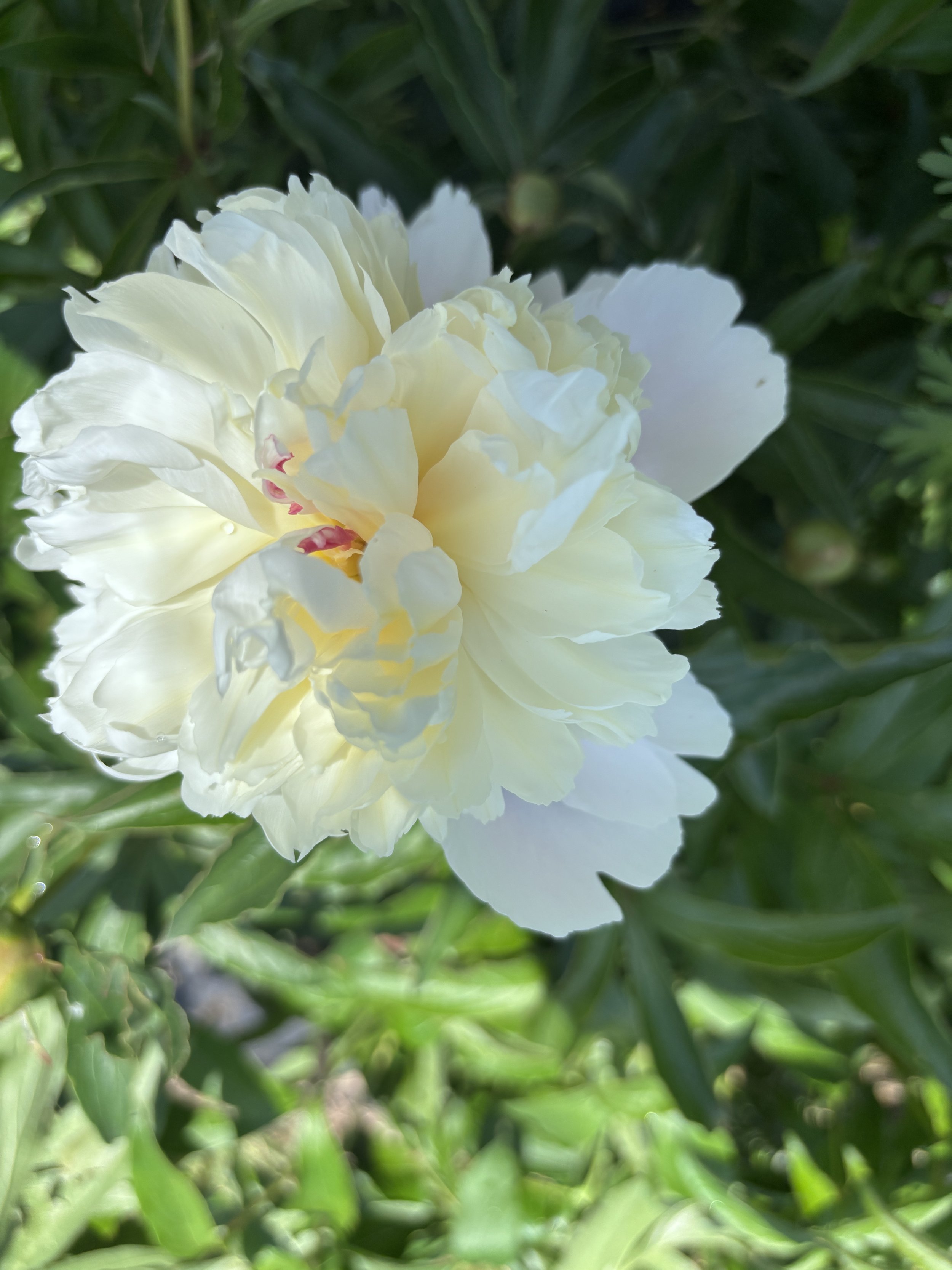 IMG_0730.jpeg
