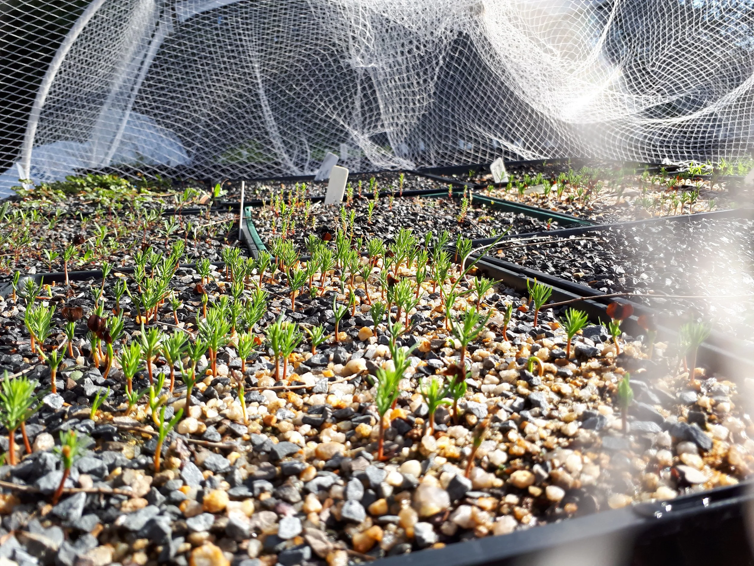 Discovering the Art of Seed Collection and Native Plant Propagation ...