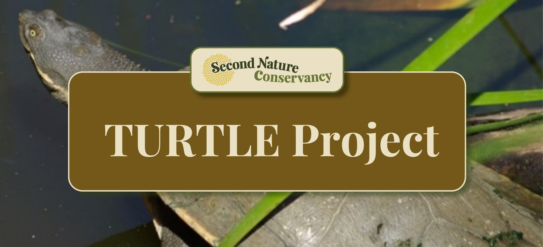 Turtle Project