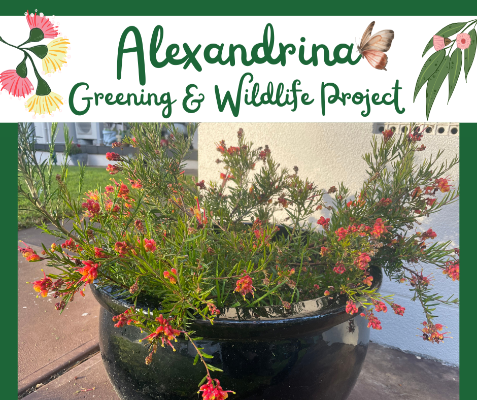 Native Gardens for Small Spaces, Pots & Balconies