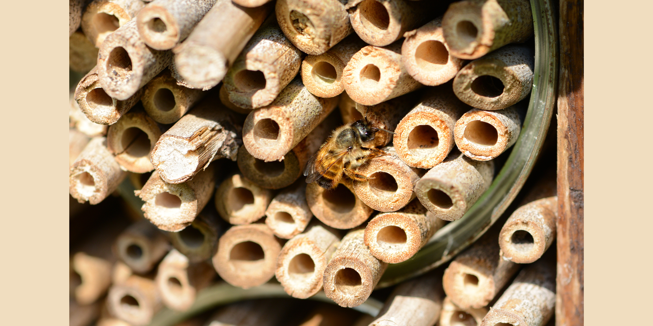Build Your own Native Bee Hotel