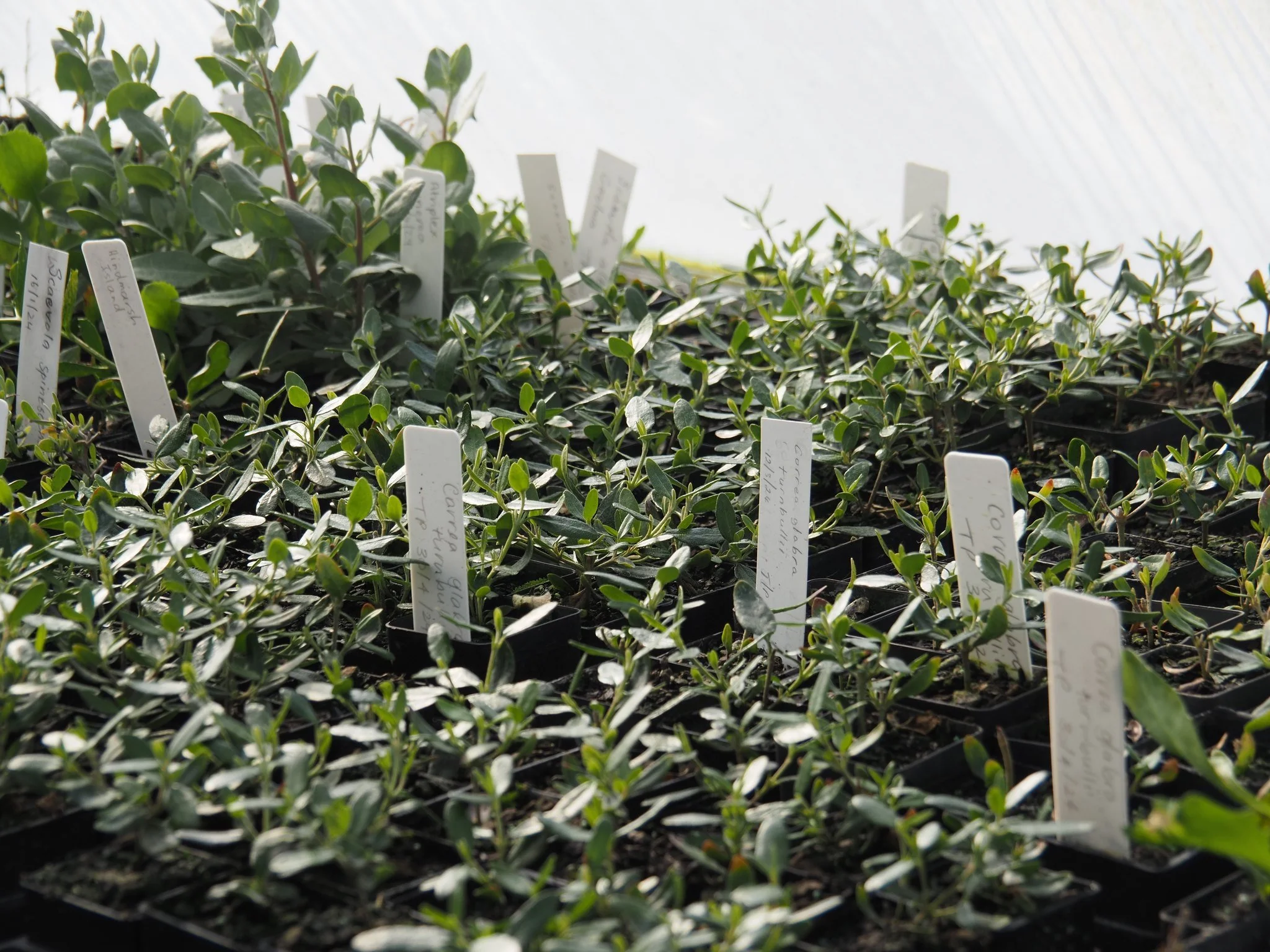 Community Nurseries Network - Growing Together