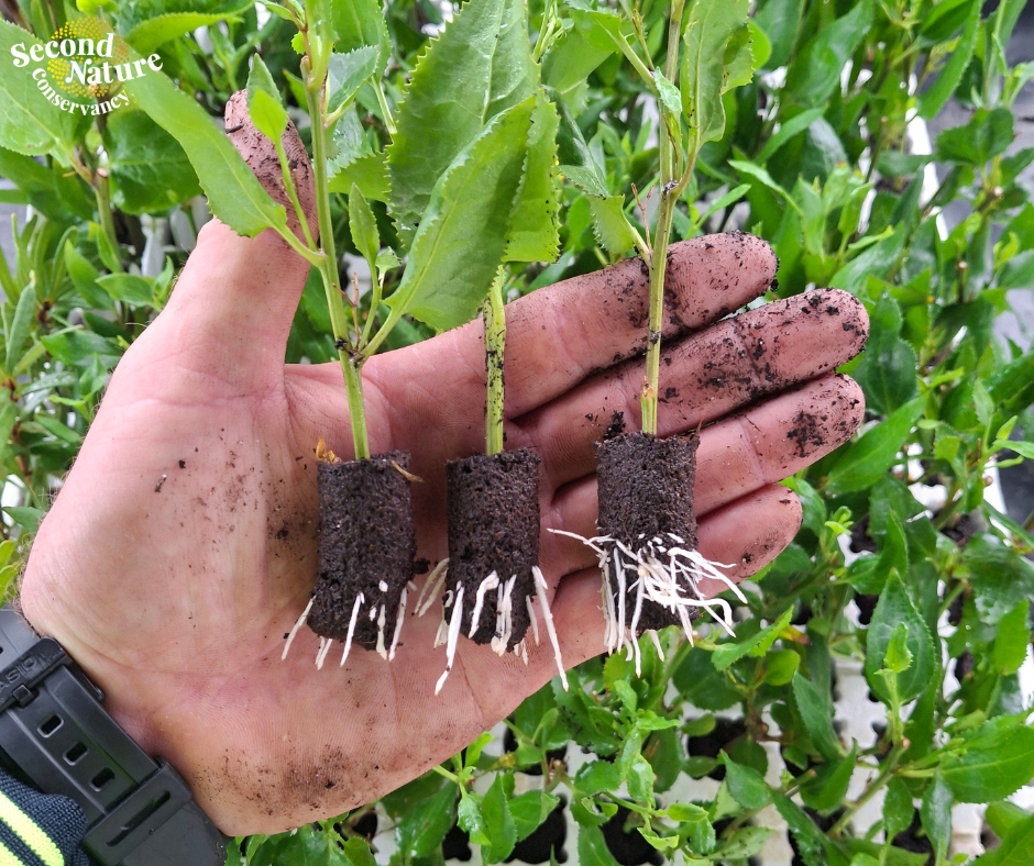 Goodenia cuttings tile 1.png