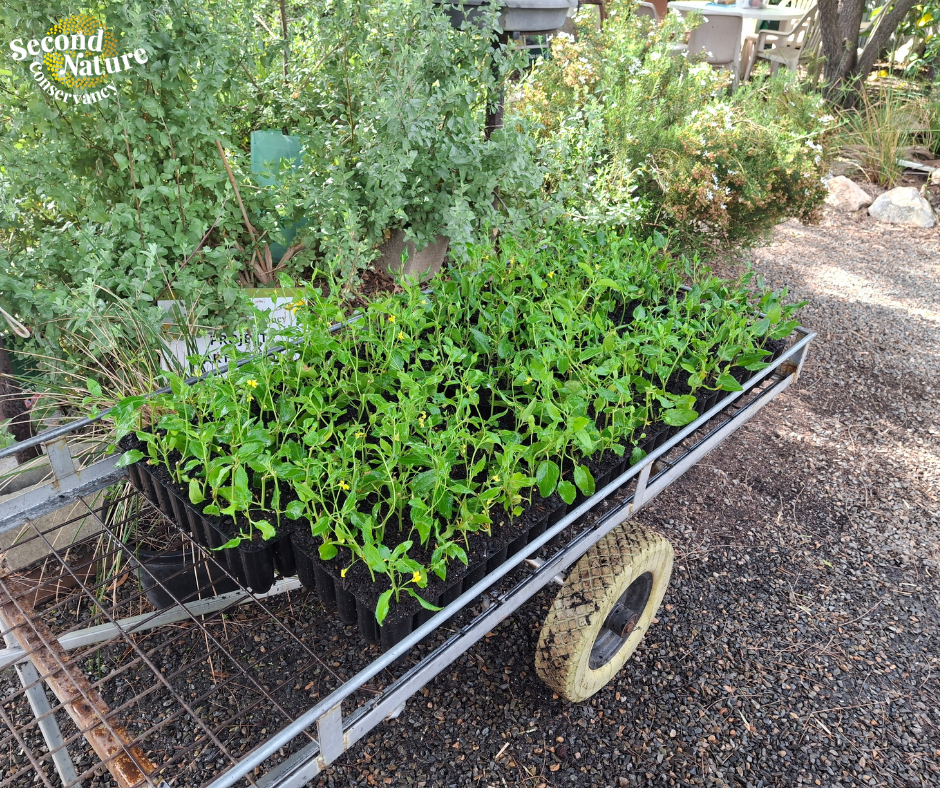 Goodenia cuttings tile 2.png