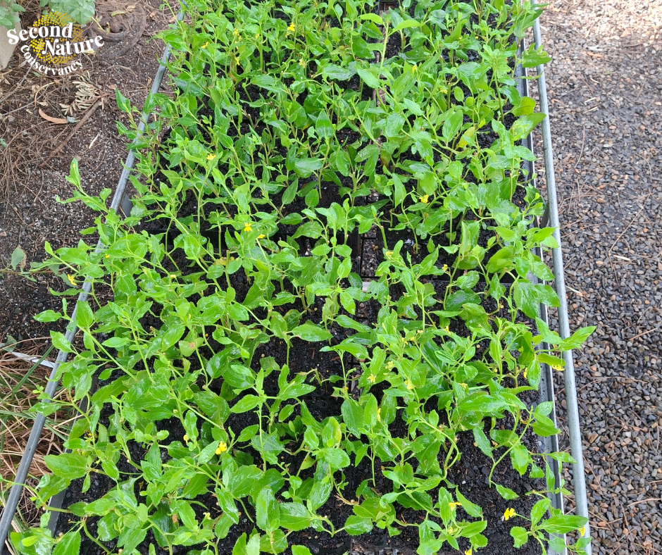 Goodenia cuttings tile 3.png