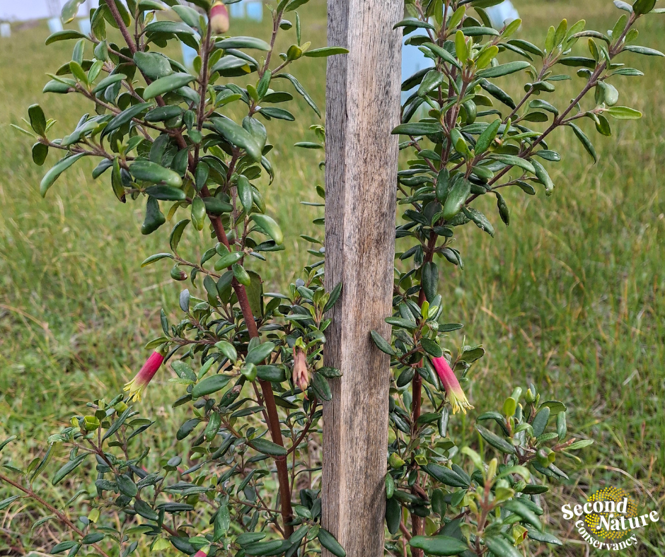 Correa glabra social tile.png