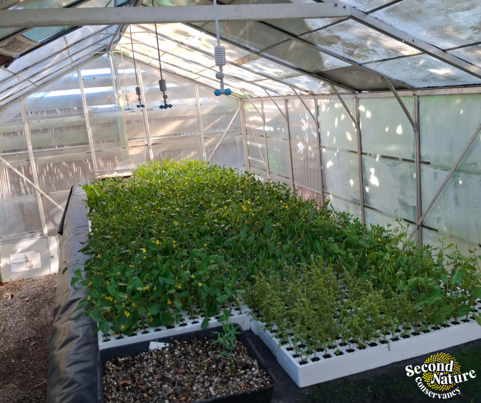 Our cuttings bench at Alexandrina Nursery is looking a little… FULL!