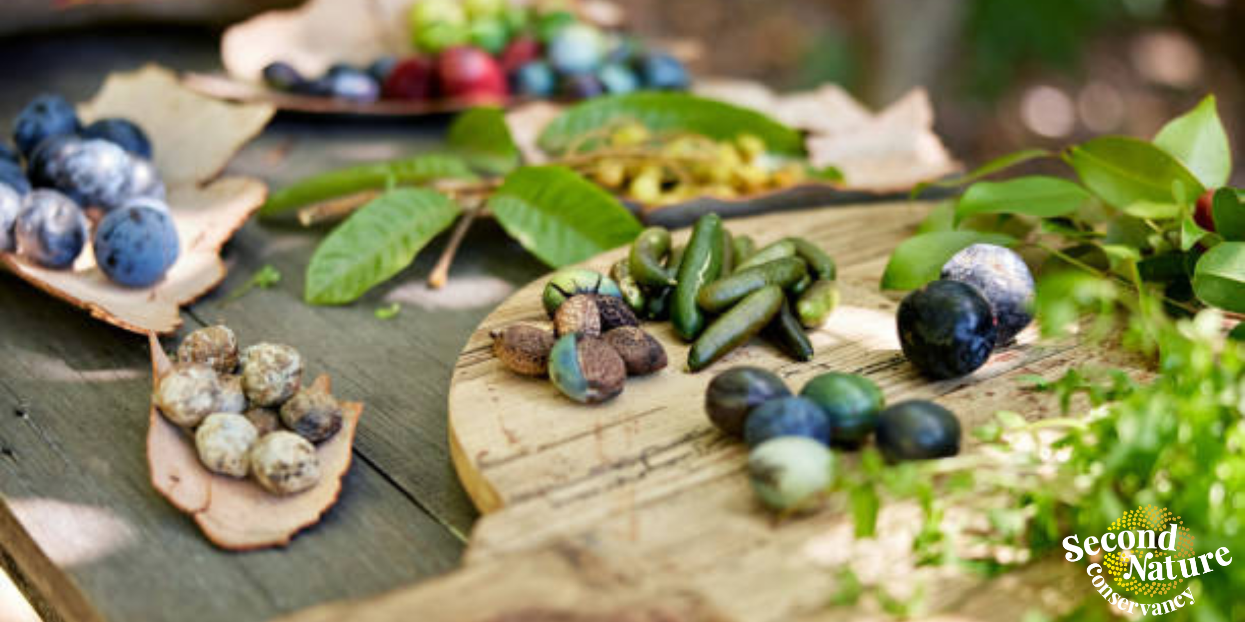 Tastes of Country: Bush Foods &amp; Native Teas