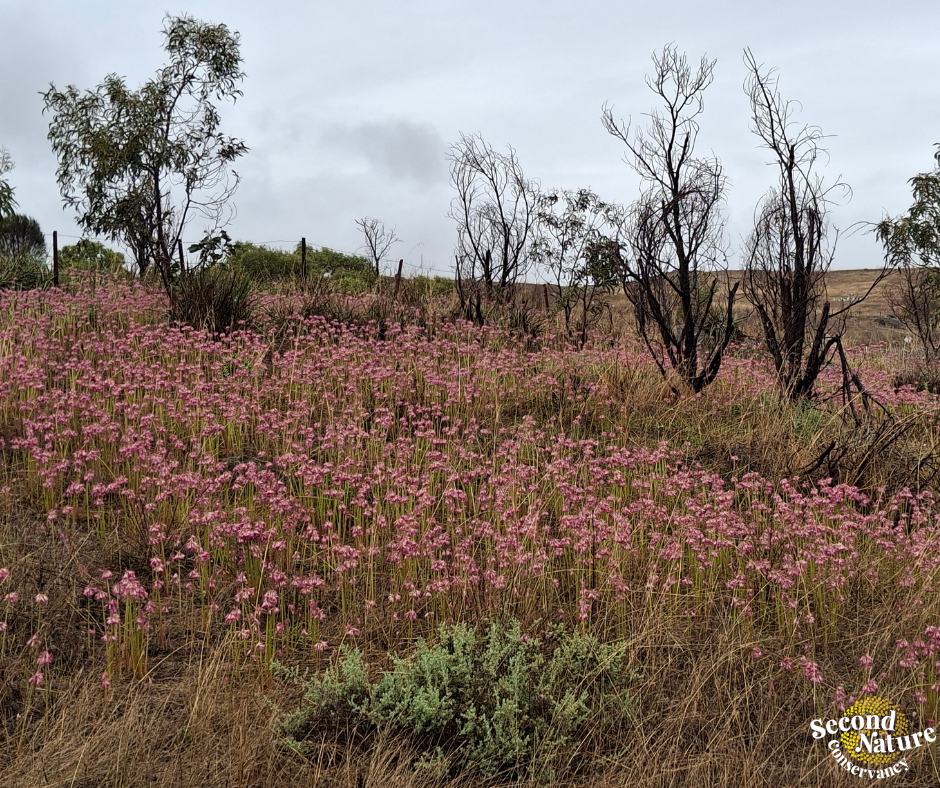 Purple Bells Ring True at Kanmantoo