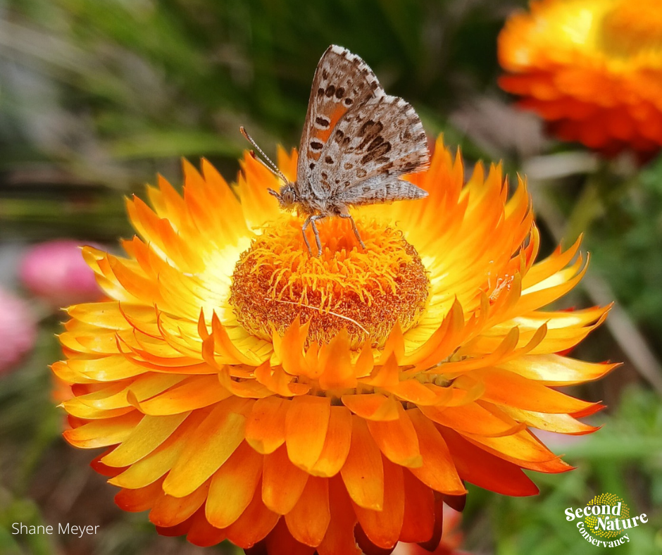 The Buzz About Native Bees and Butterflies