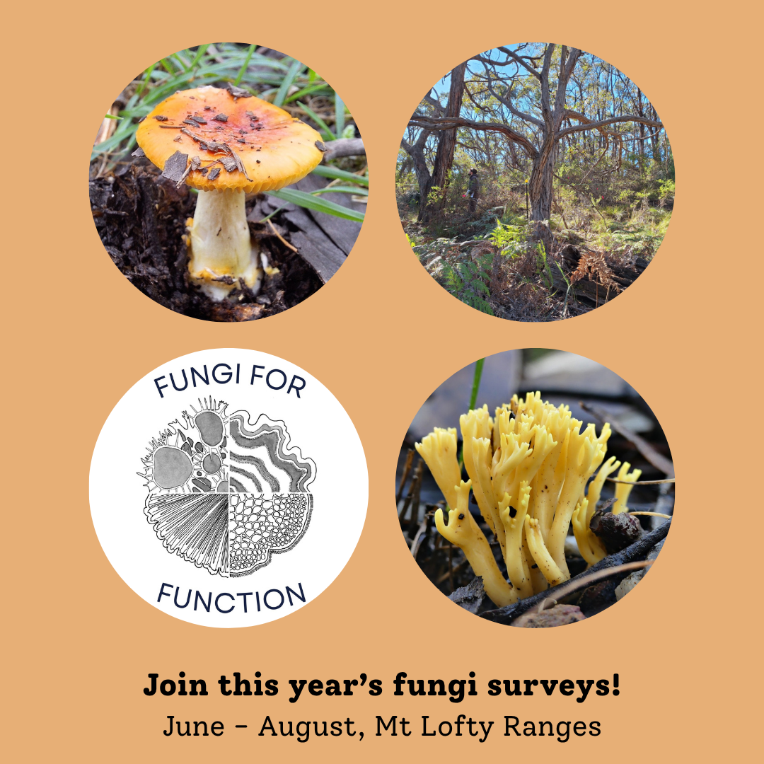Fungi for Function Winter Fungi Surveys 