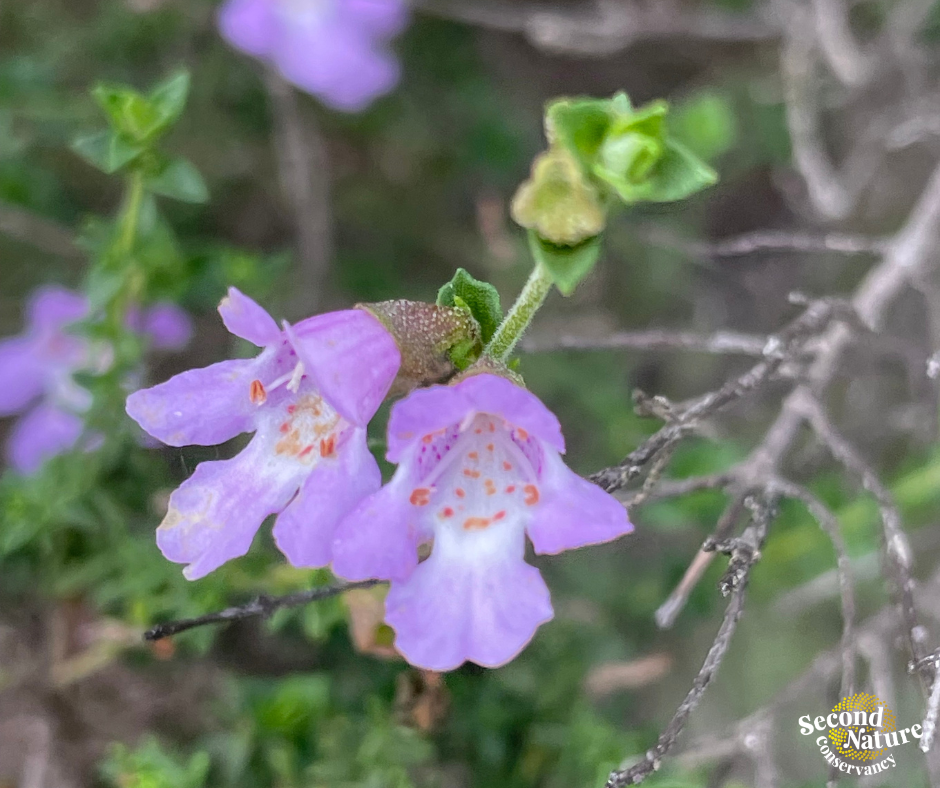 Partnerships in action for threatened flora