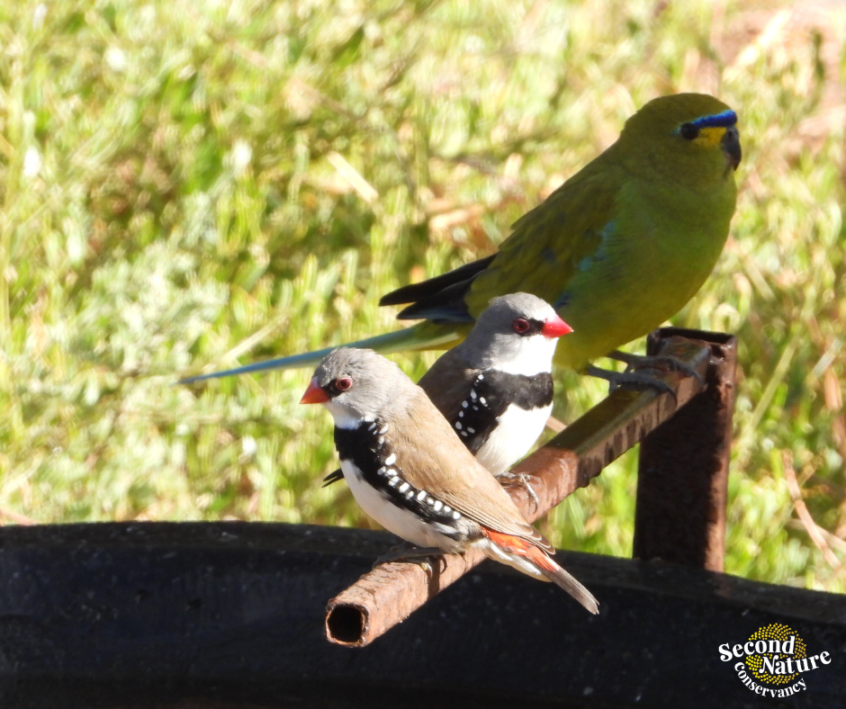 firetail and elegant parrot.png