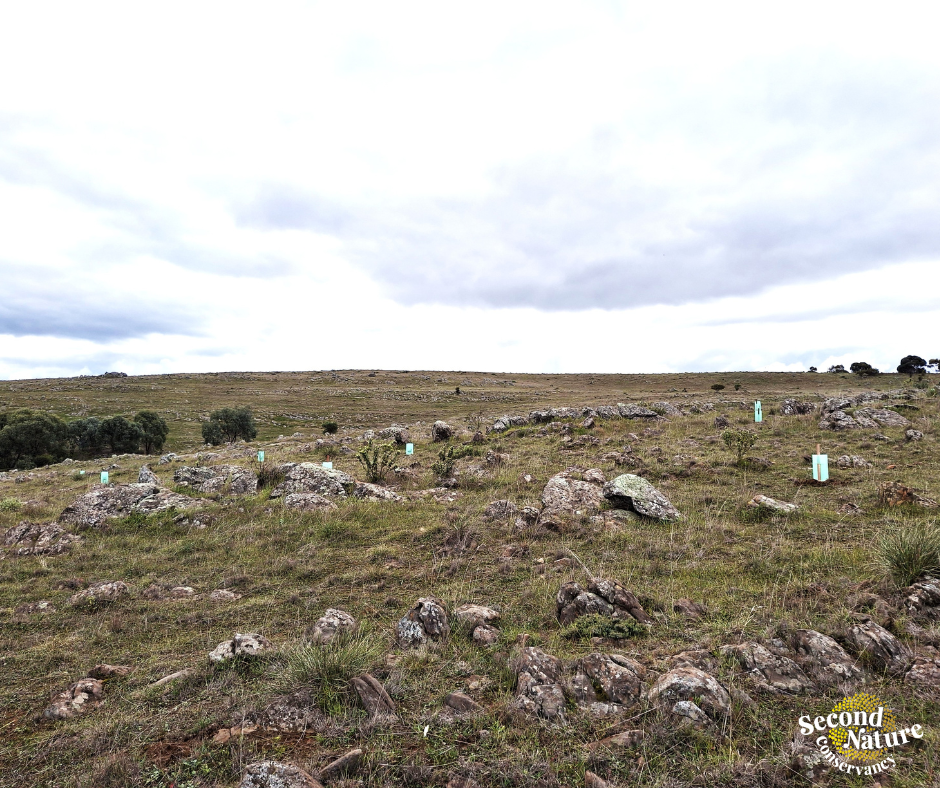 plantings at rockleigh social tile.png