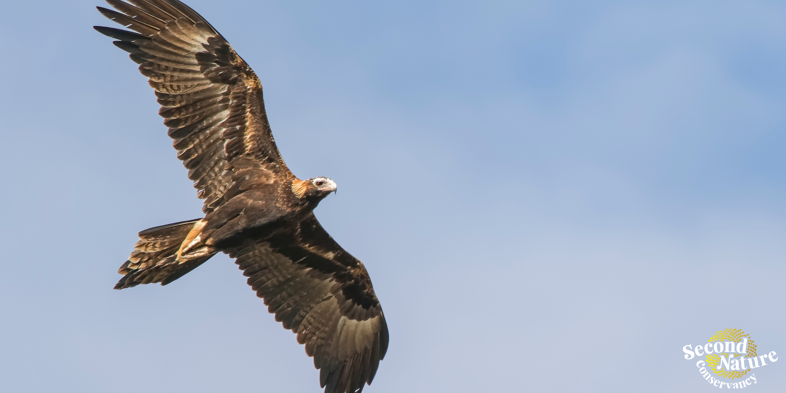 Raptors of South Australia with John Gitsham