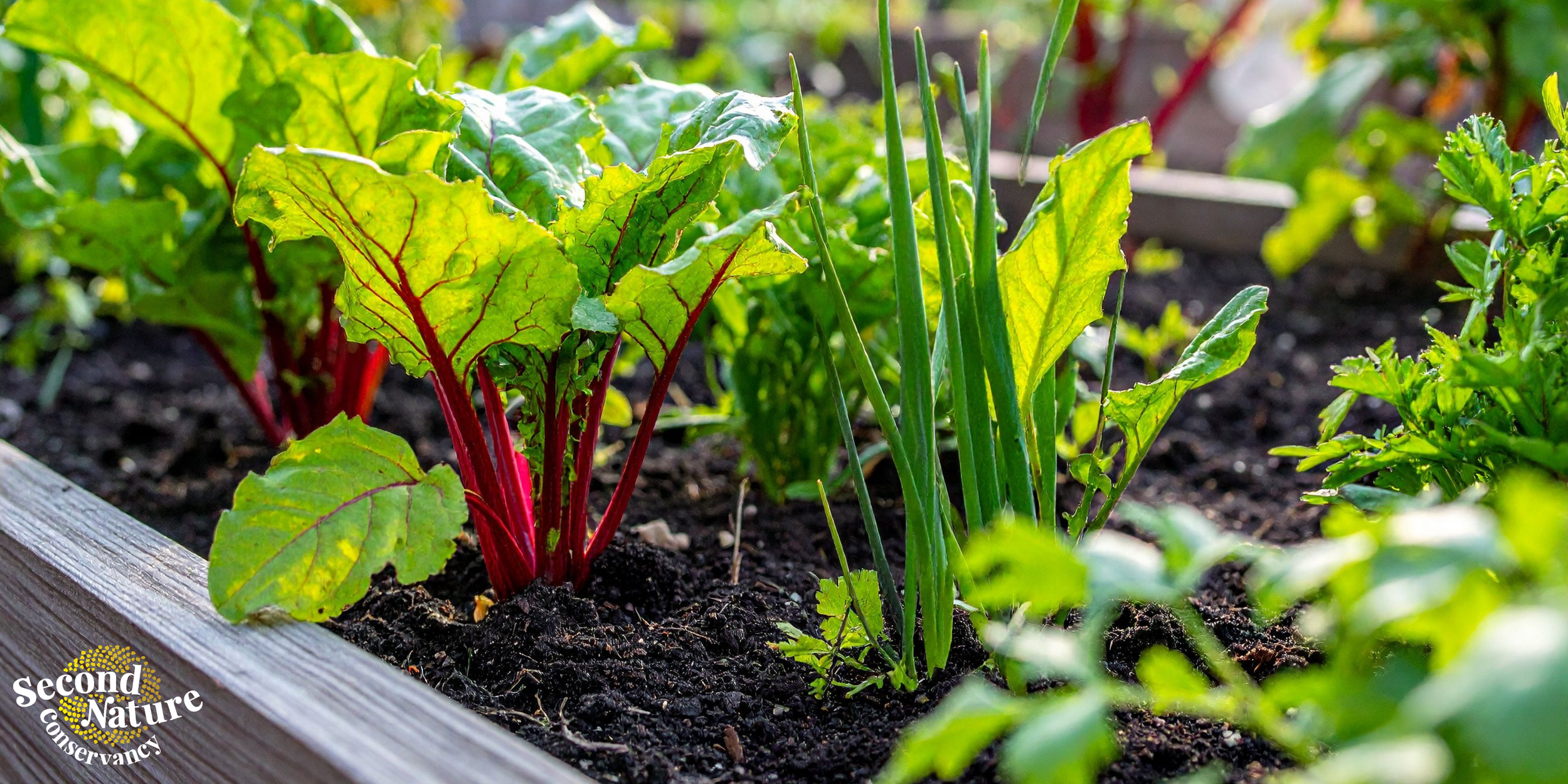 Intro to Wicking Beds: Grow More With Less Water