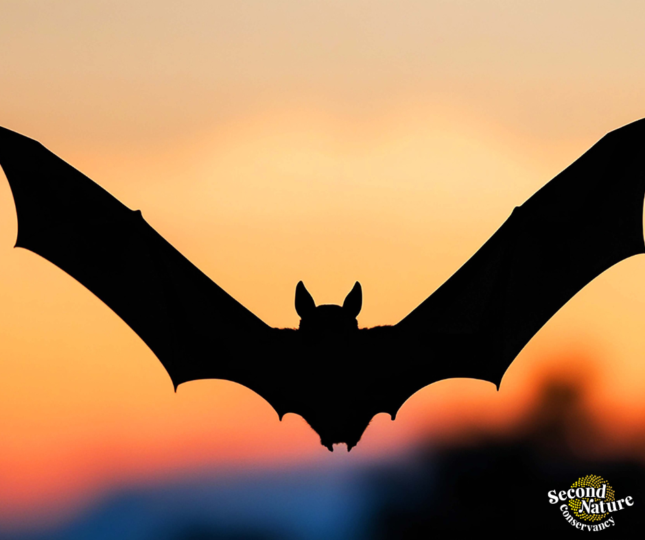 Seeds of Wonder: The Secret Life of Bats