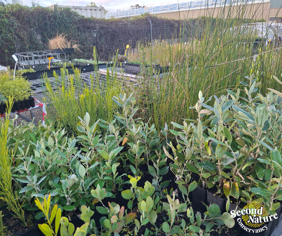 Second Nature’s Threatened Flora focus in revegetation