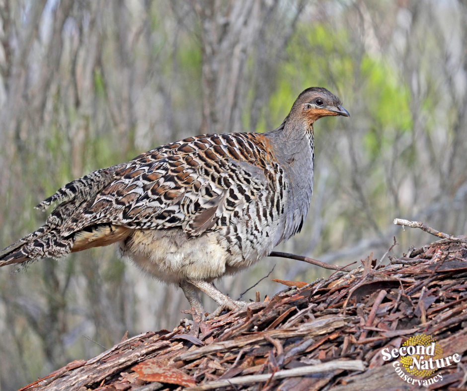 Call of the Mallee: Second Nature AGM